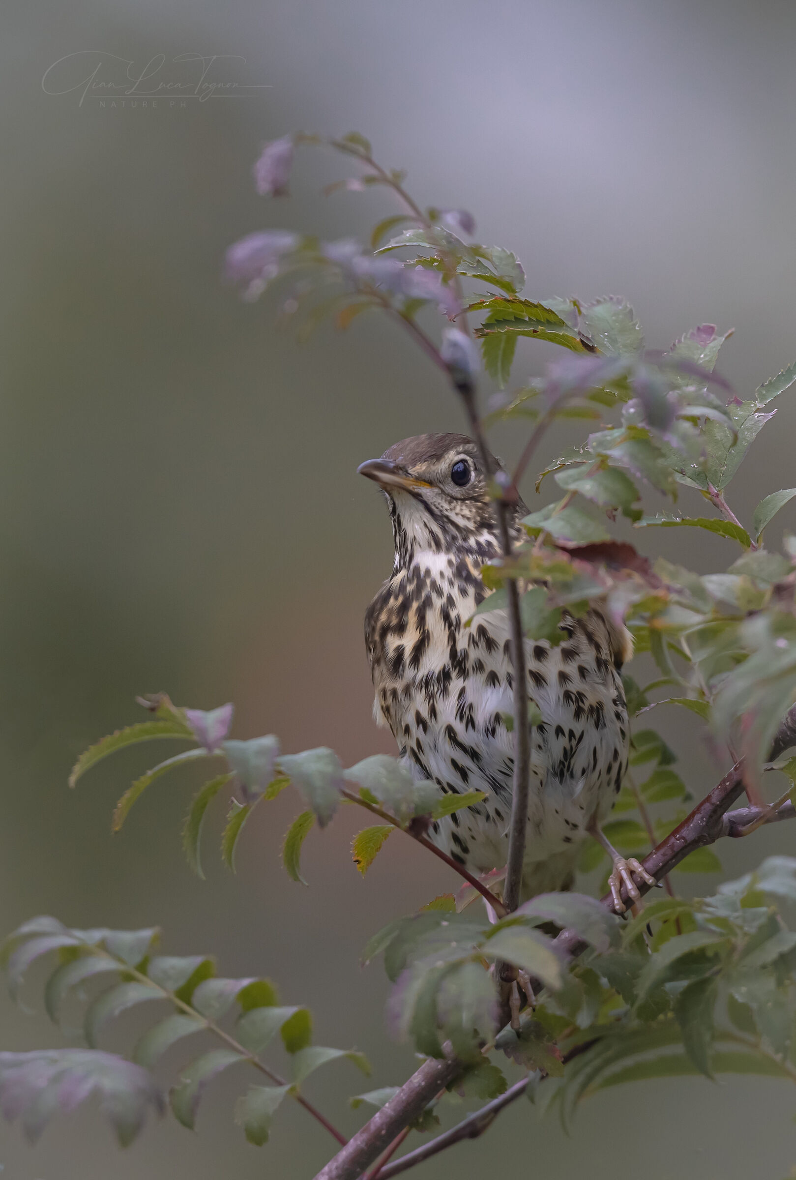 delicato osservare | delicate observation