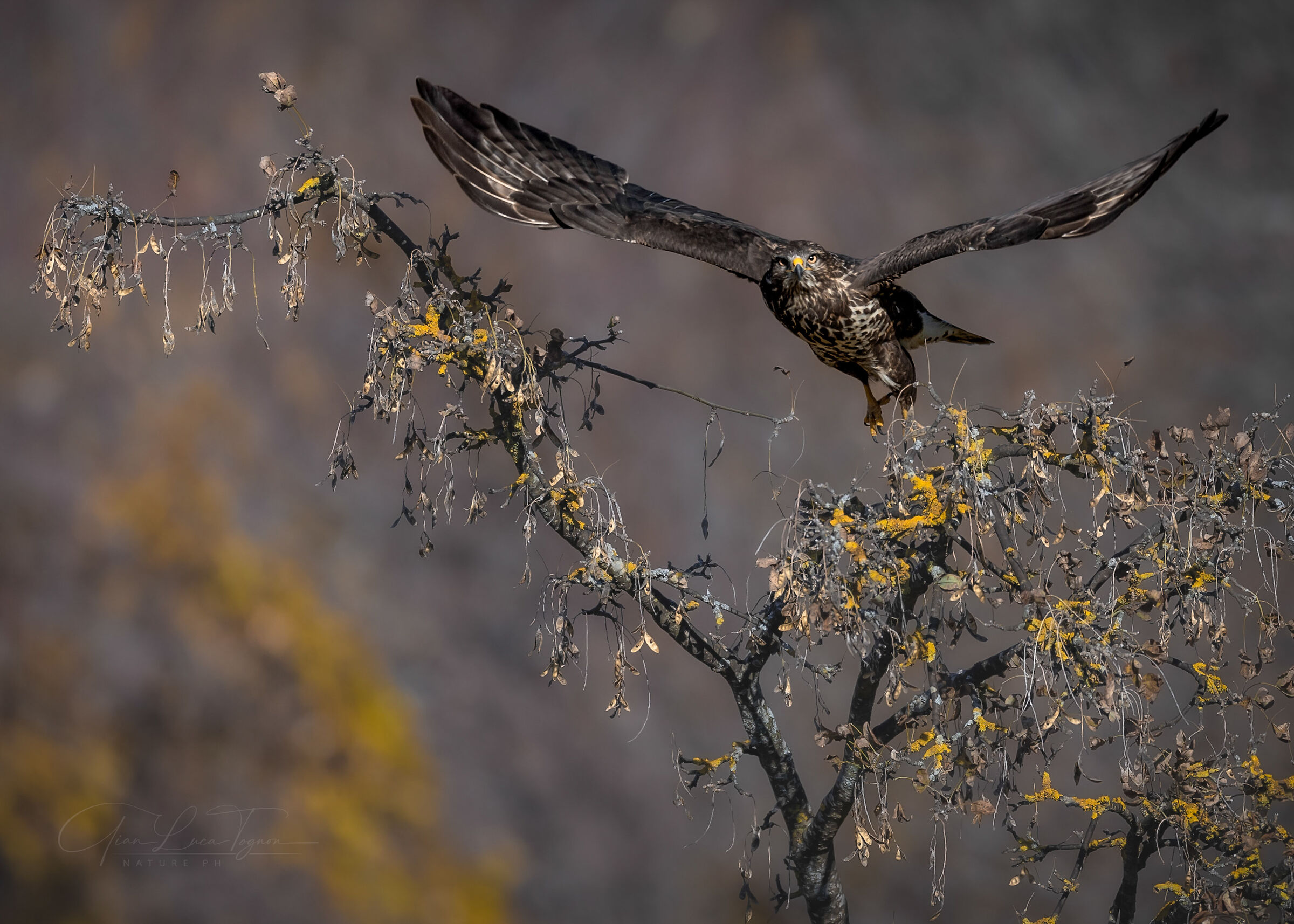 buzzards flight
