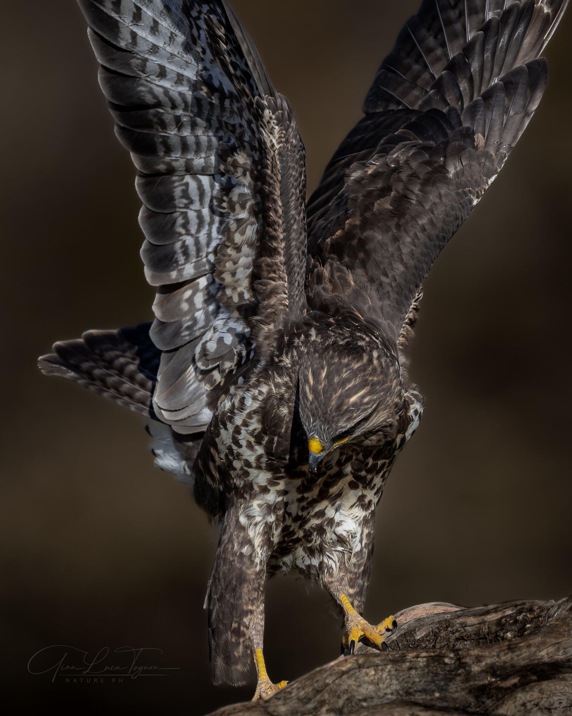 buzzard raised wings