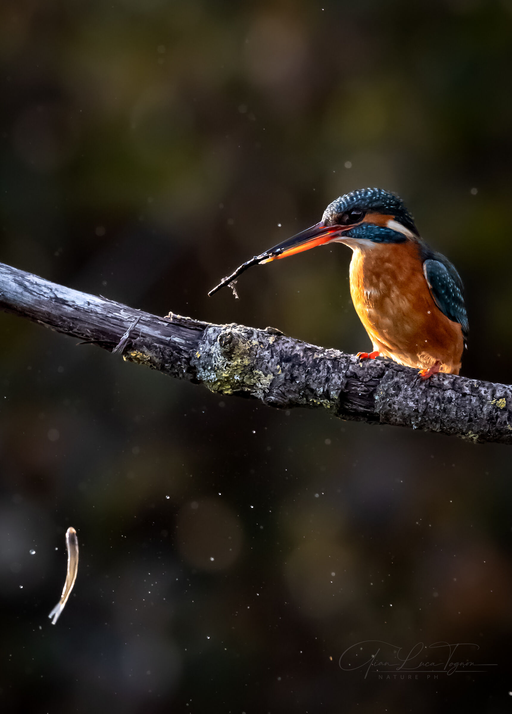 La pesca (sfortunata) | The fishing (unlucky)