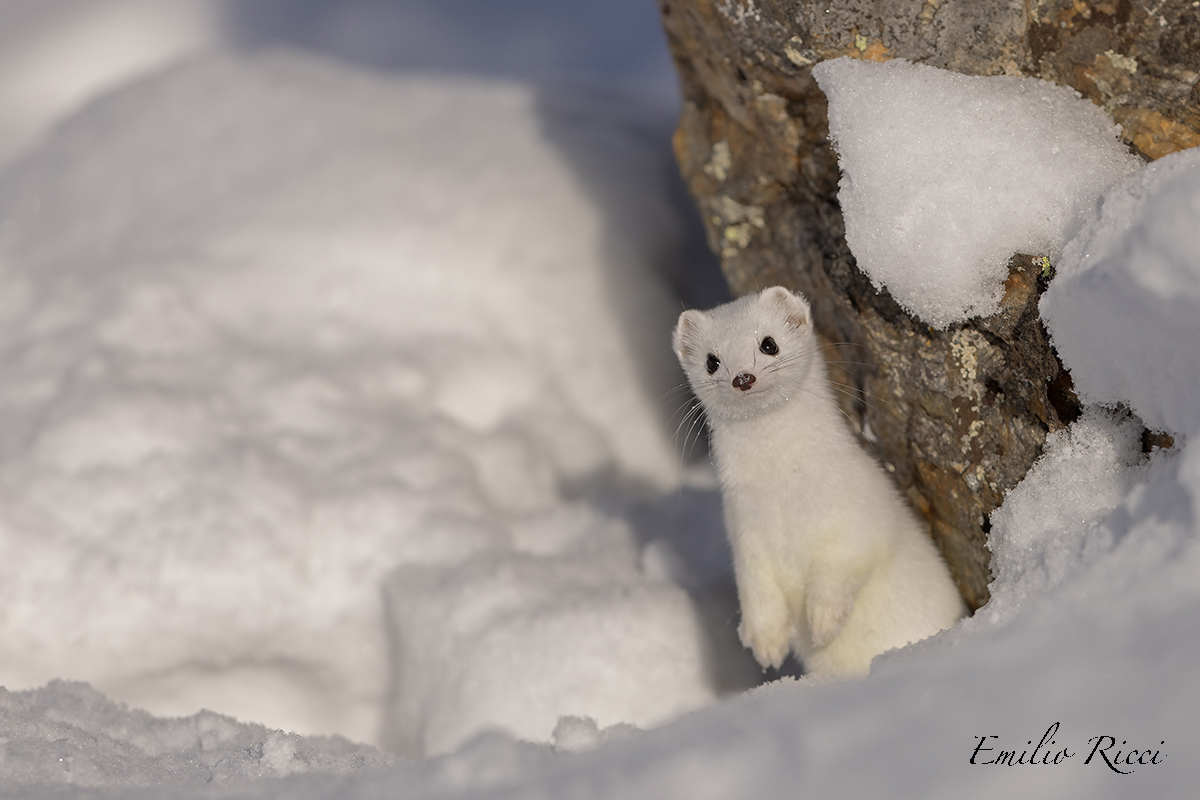 Ermine