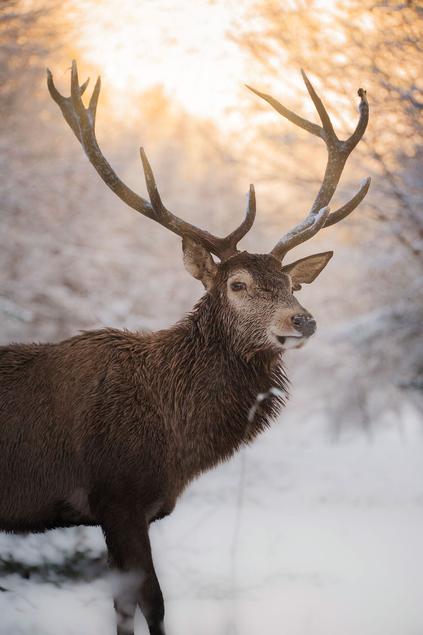Il ritorno dell'inverno in grande stile
