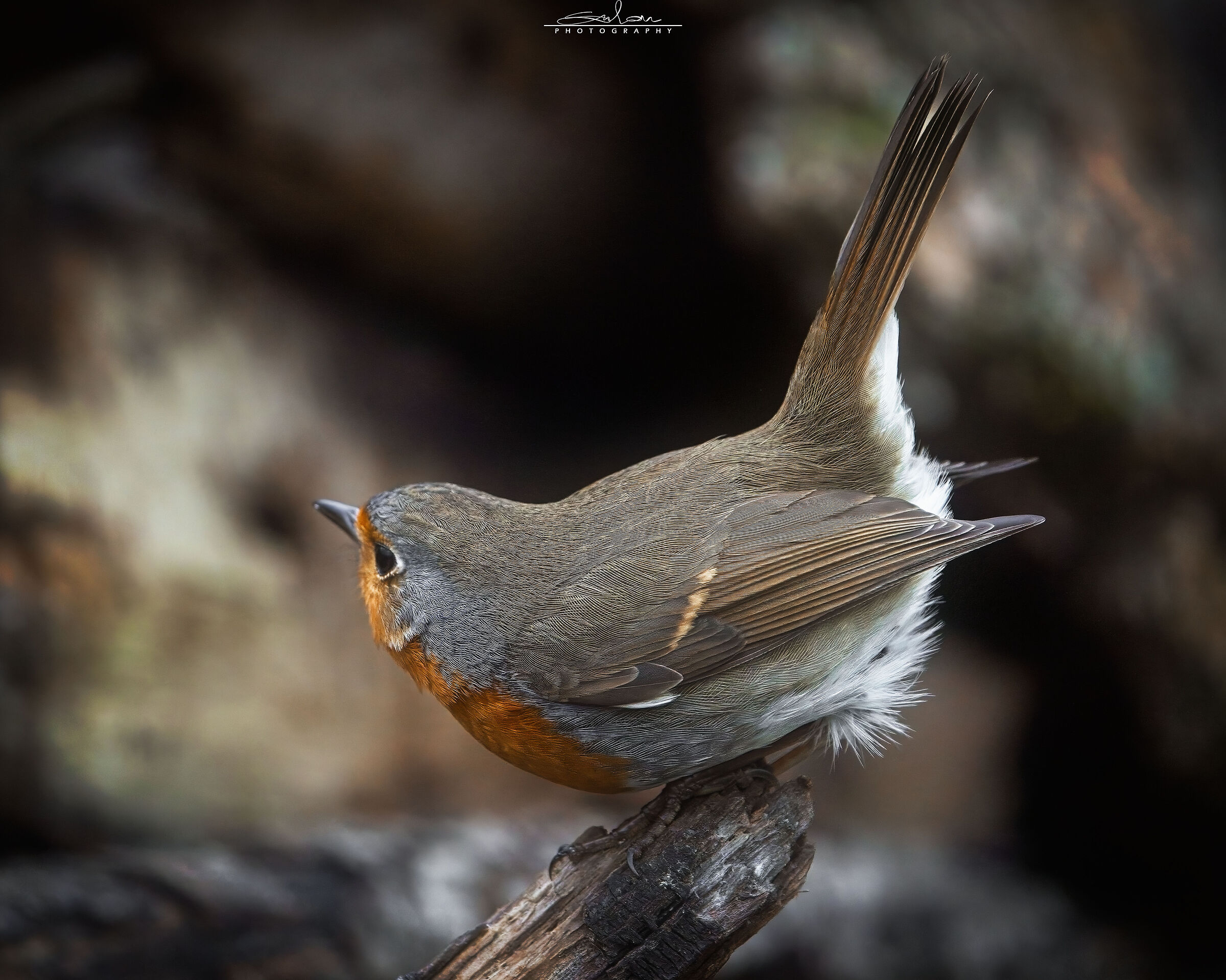 Messenger of winter