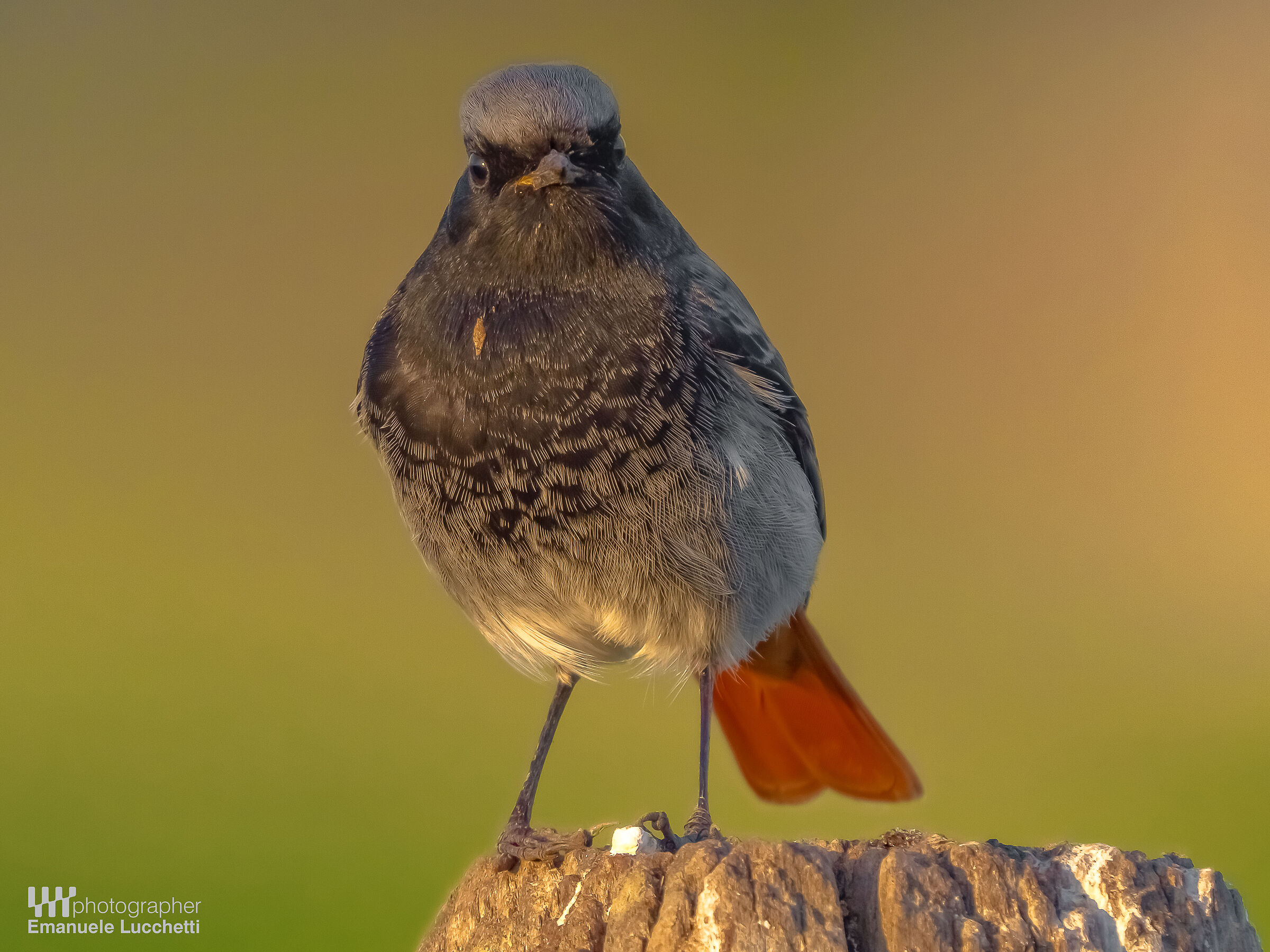 Codirosso spazzacamino (male)