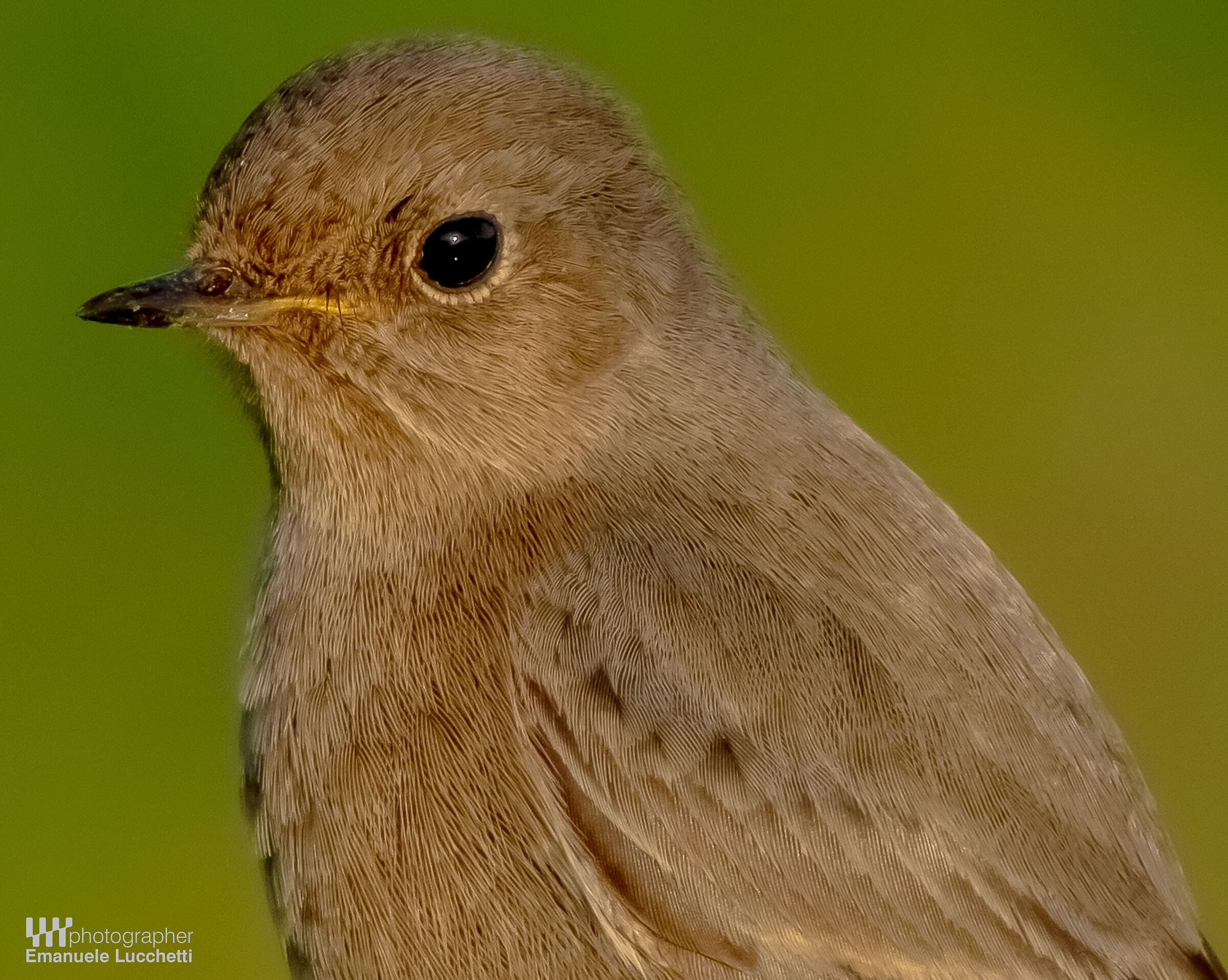 Codirosso spazzacamino (female)