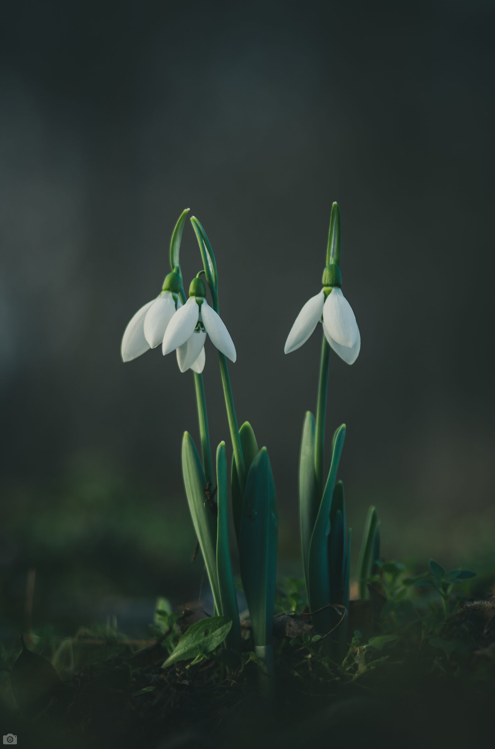 Aspettando la primavera