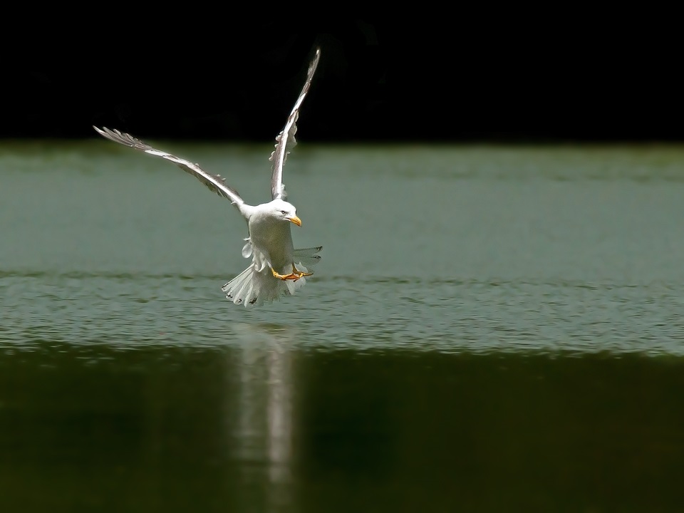 If I were an osprey!