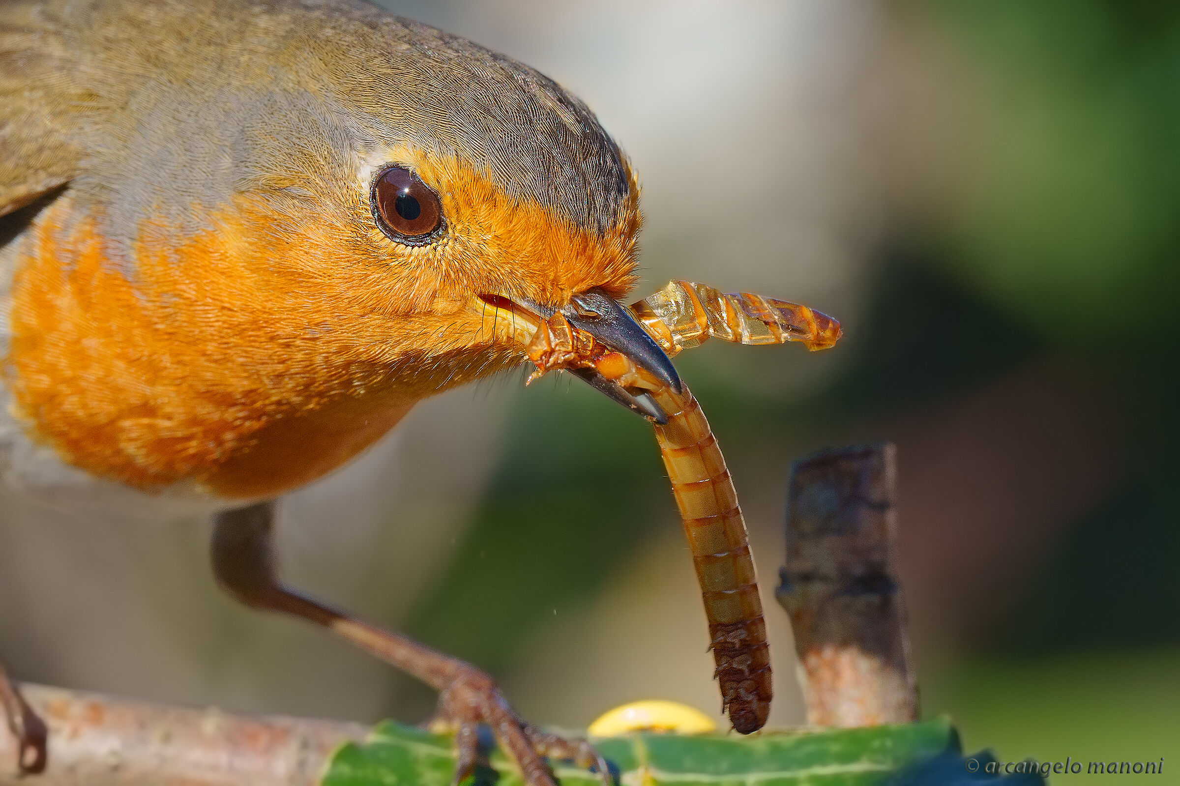 The mealworm macro in Robin's beak