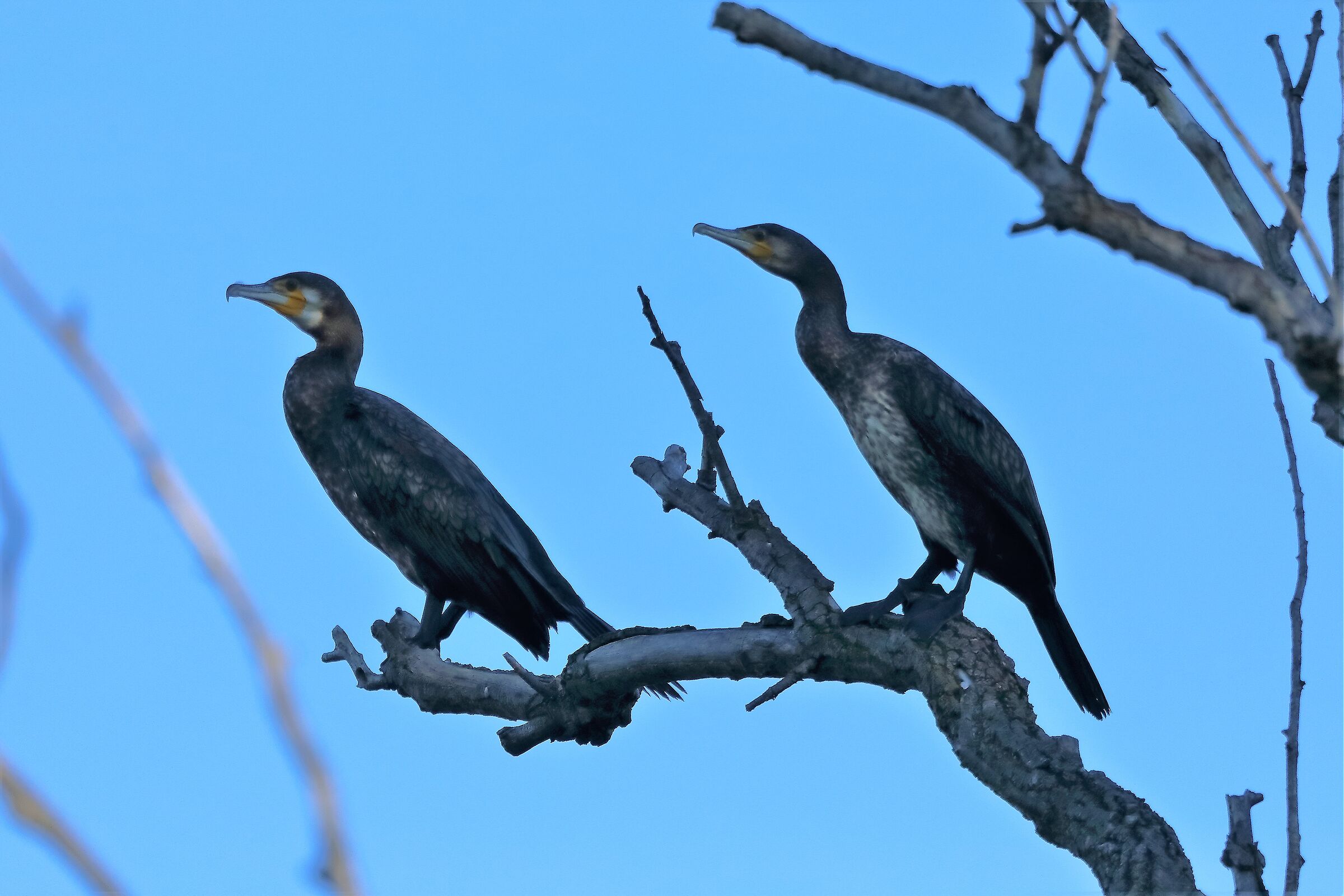 Cormorani 18-11-2022