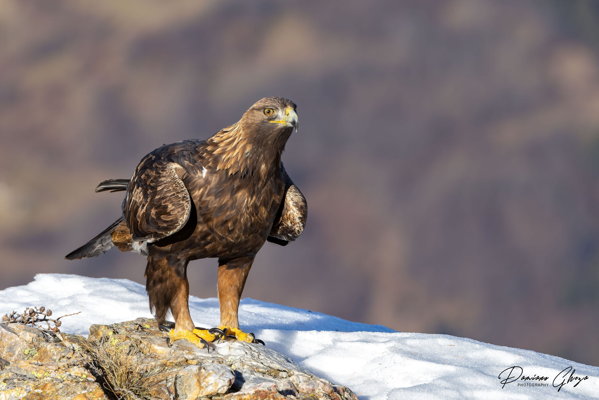 Aquila reale