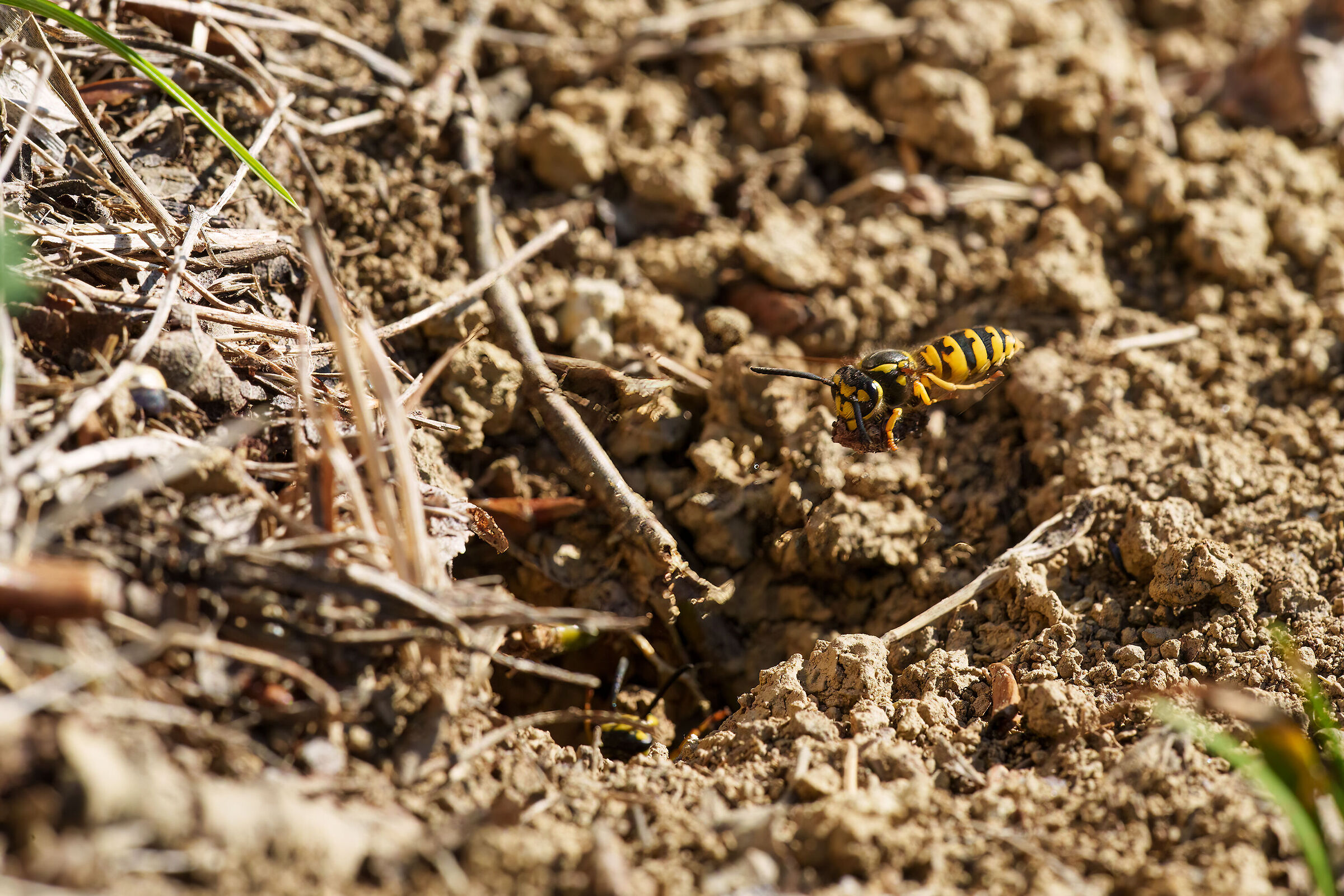 Laboriose vespe comuni