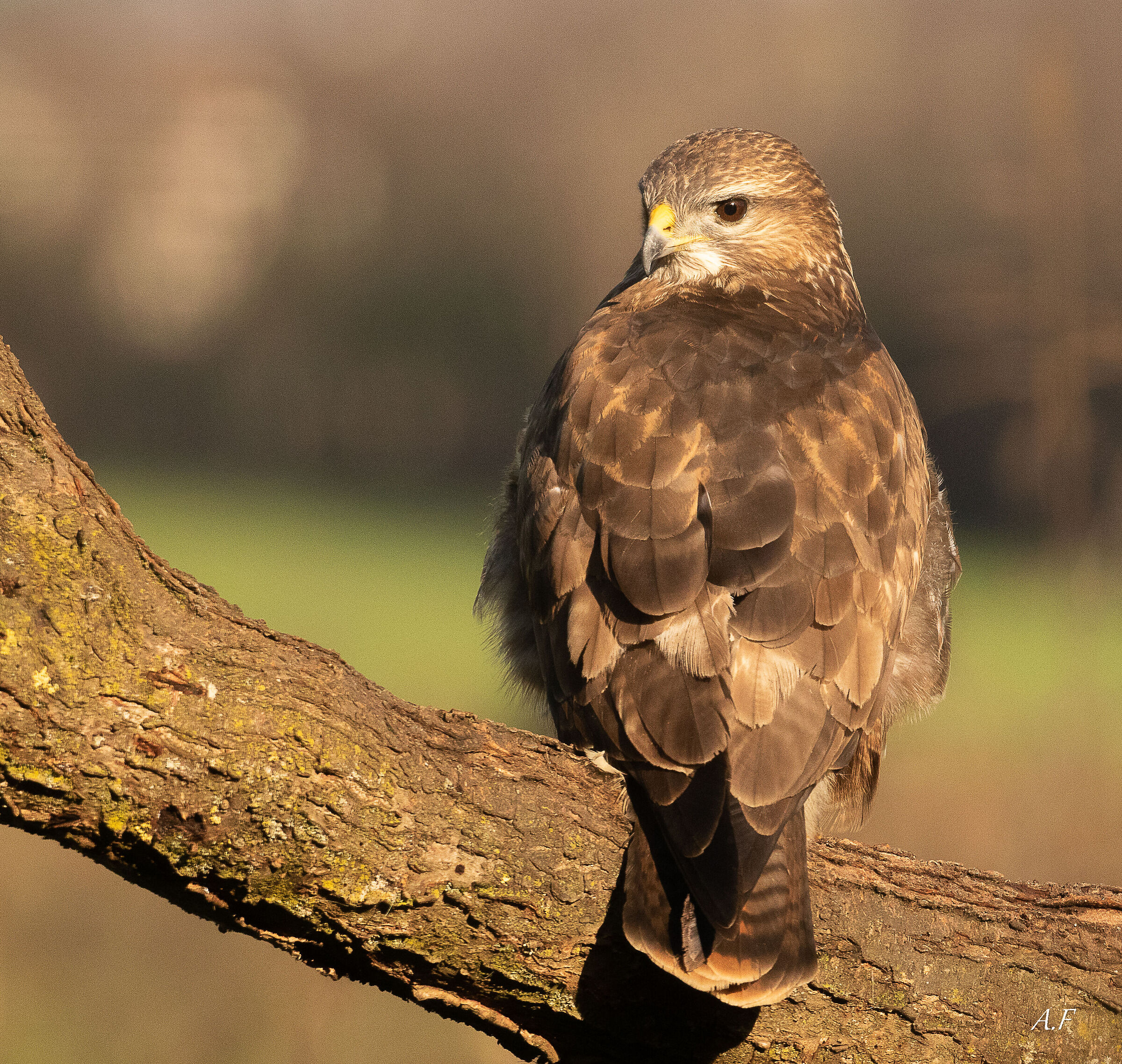 Buzzard