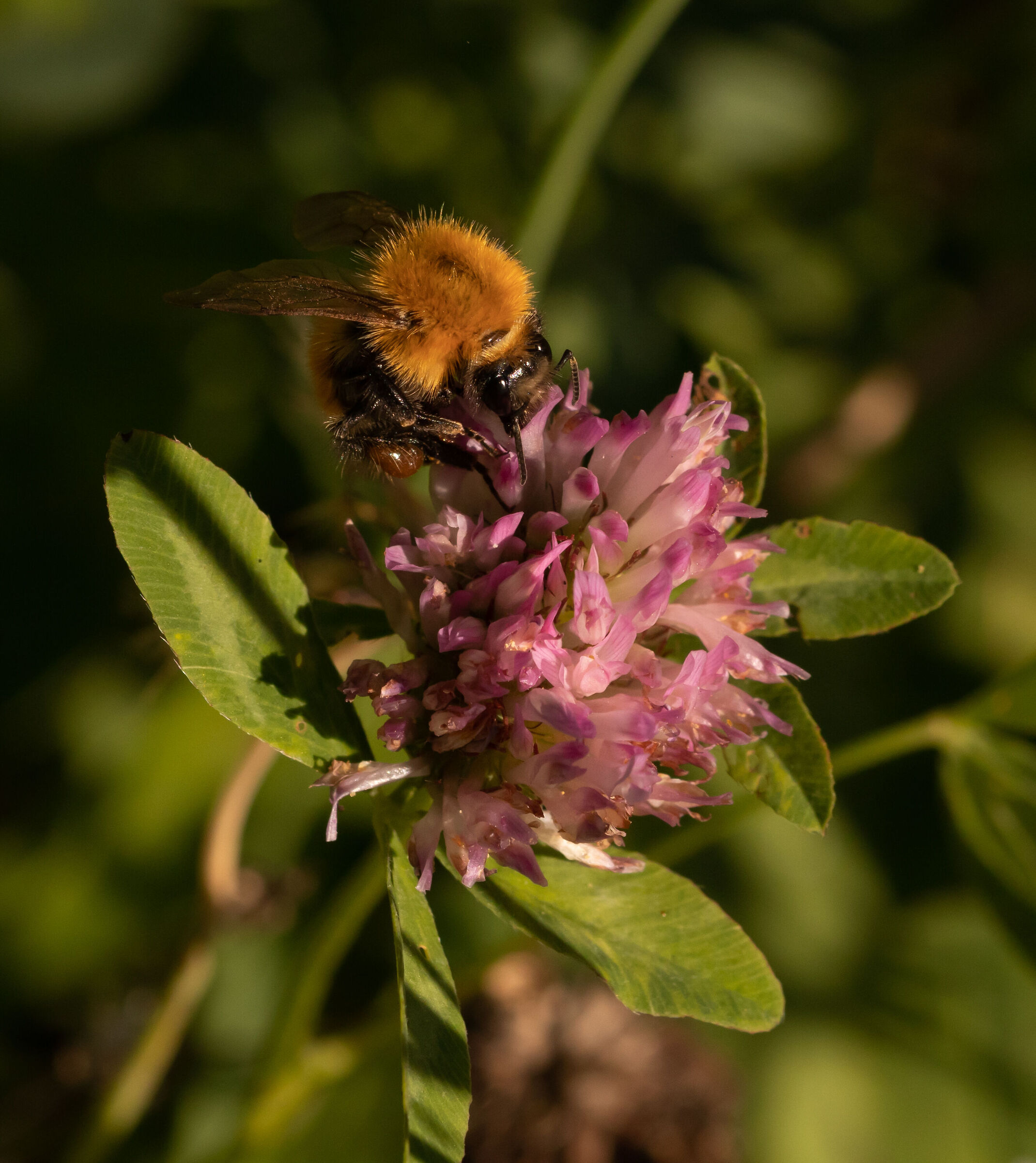 Bombus Pascuorum 17/08/2021