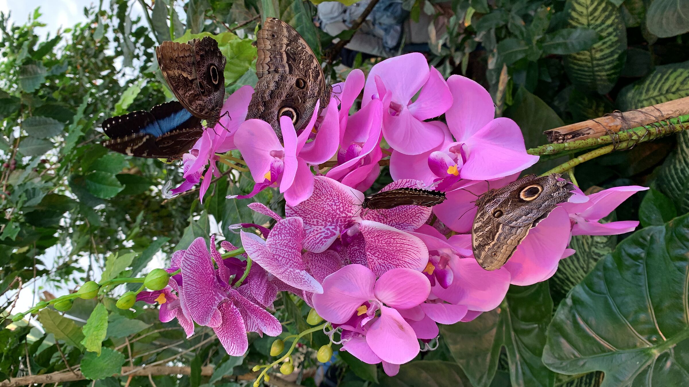 Casa delle farfalle a Vienna