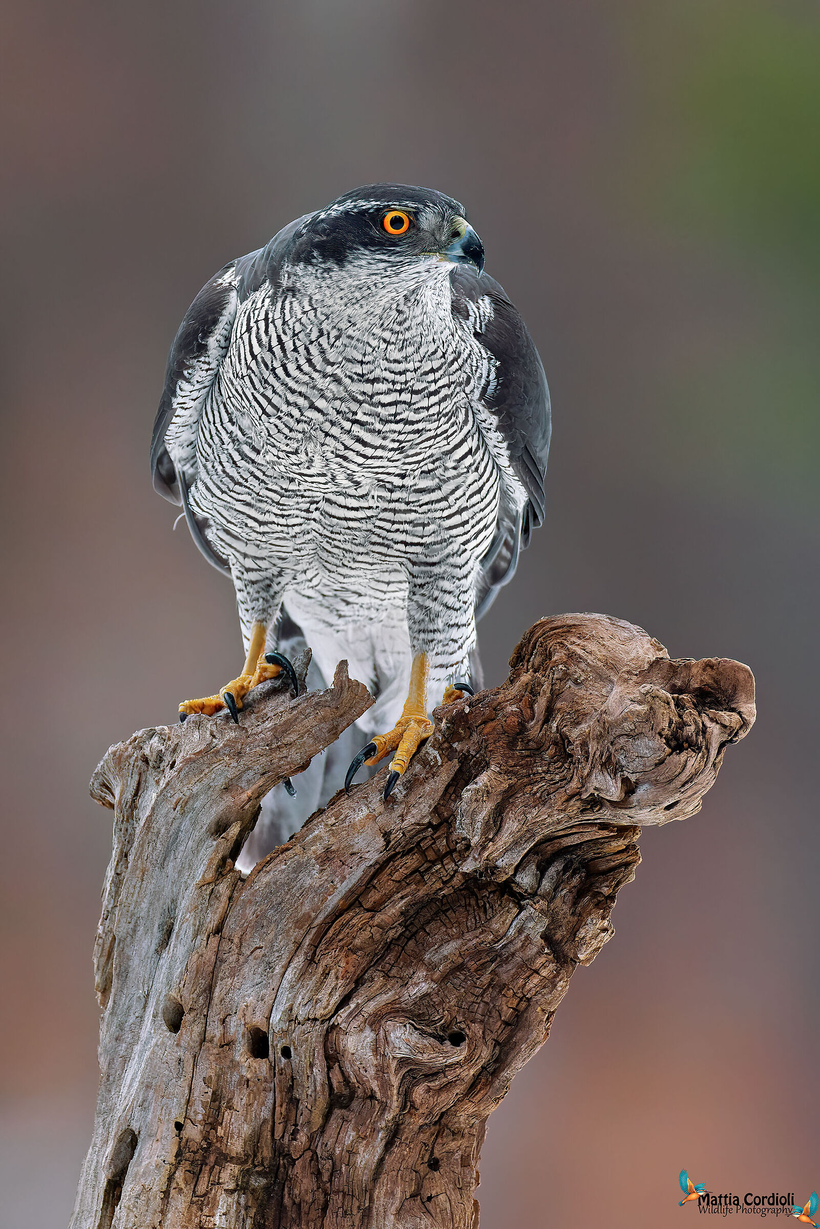 Goshawk