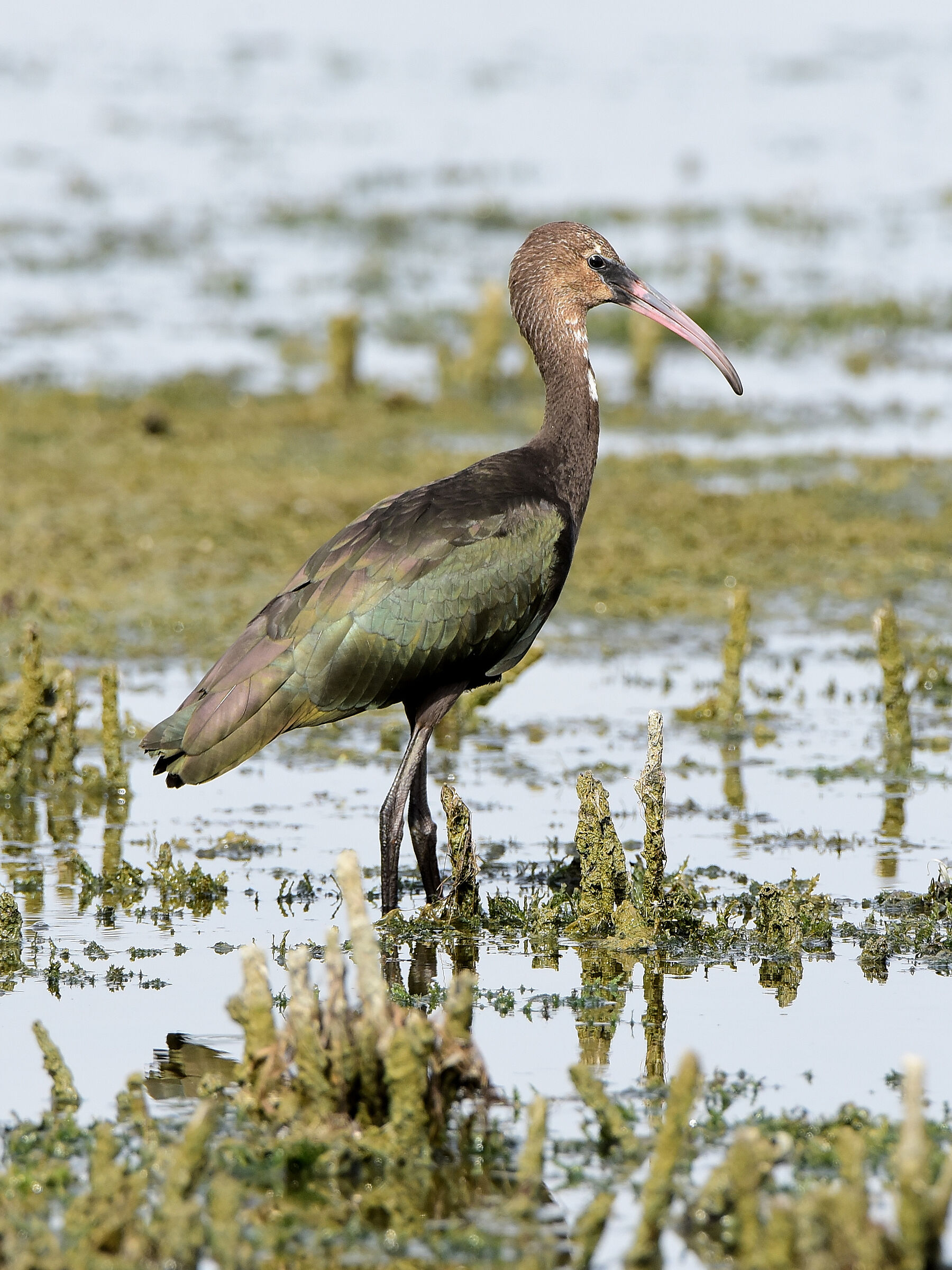 Mignattaio al Trasimeno (2021)
