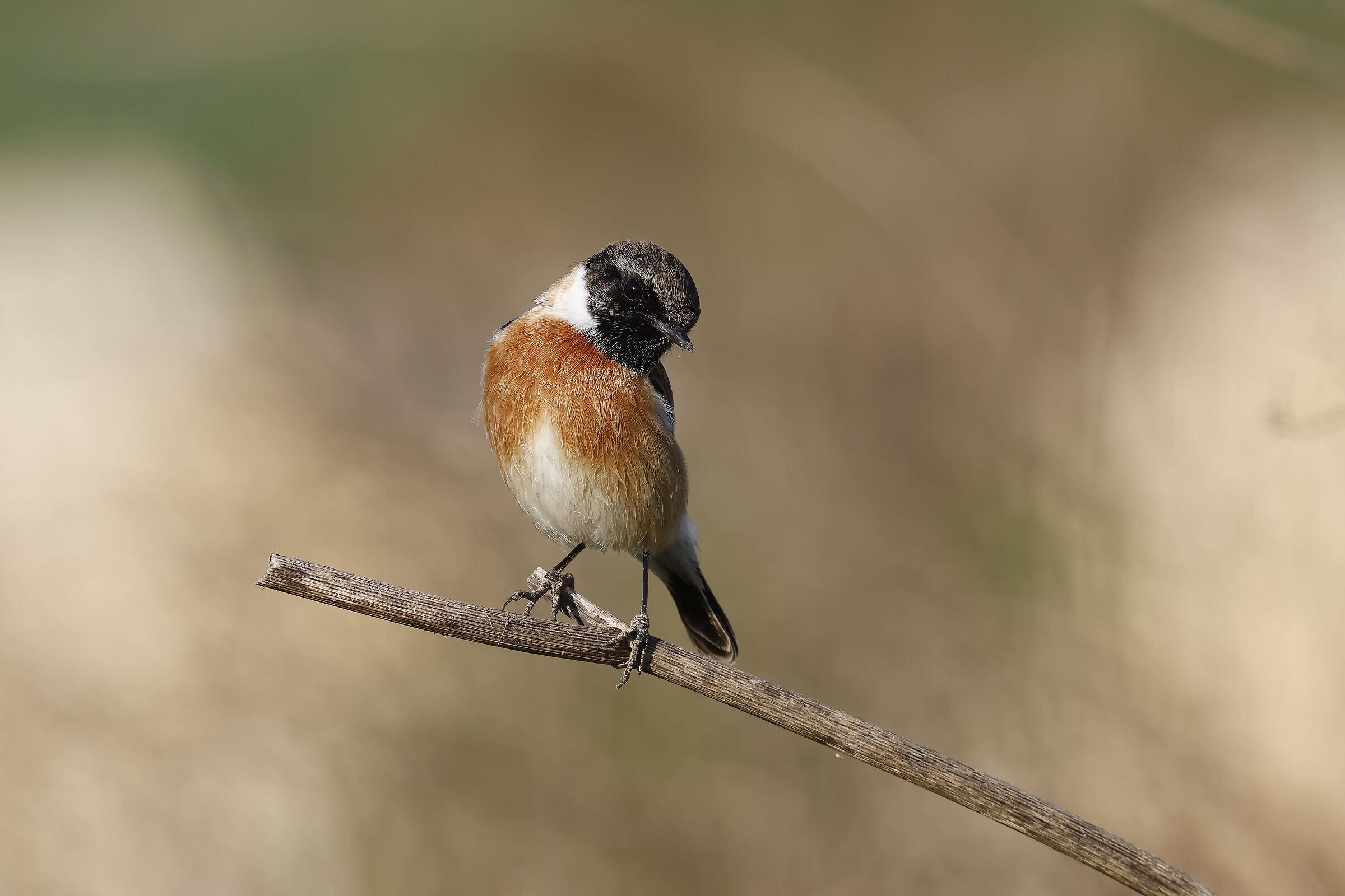 Stonechat europea