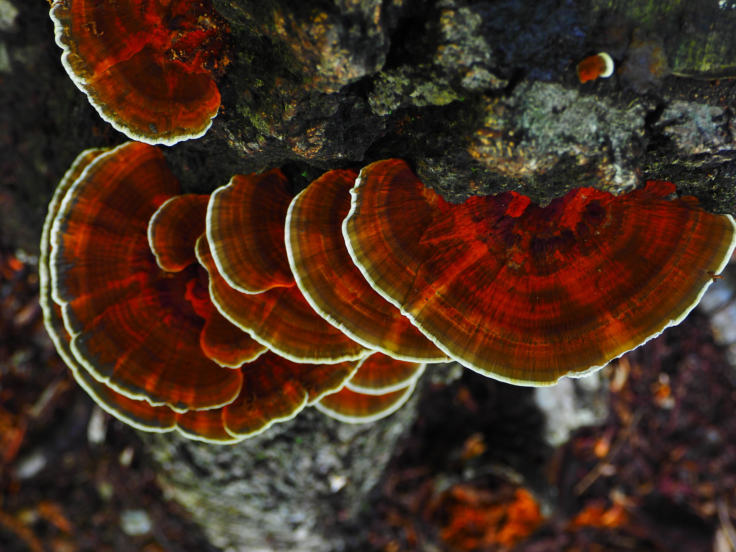 "I dettagli DEL SOTTOBOSCO"