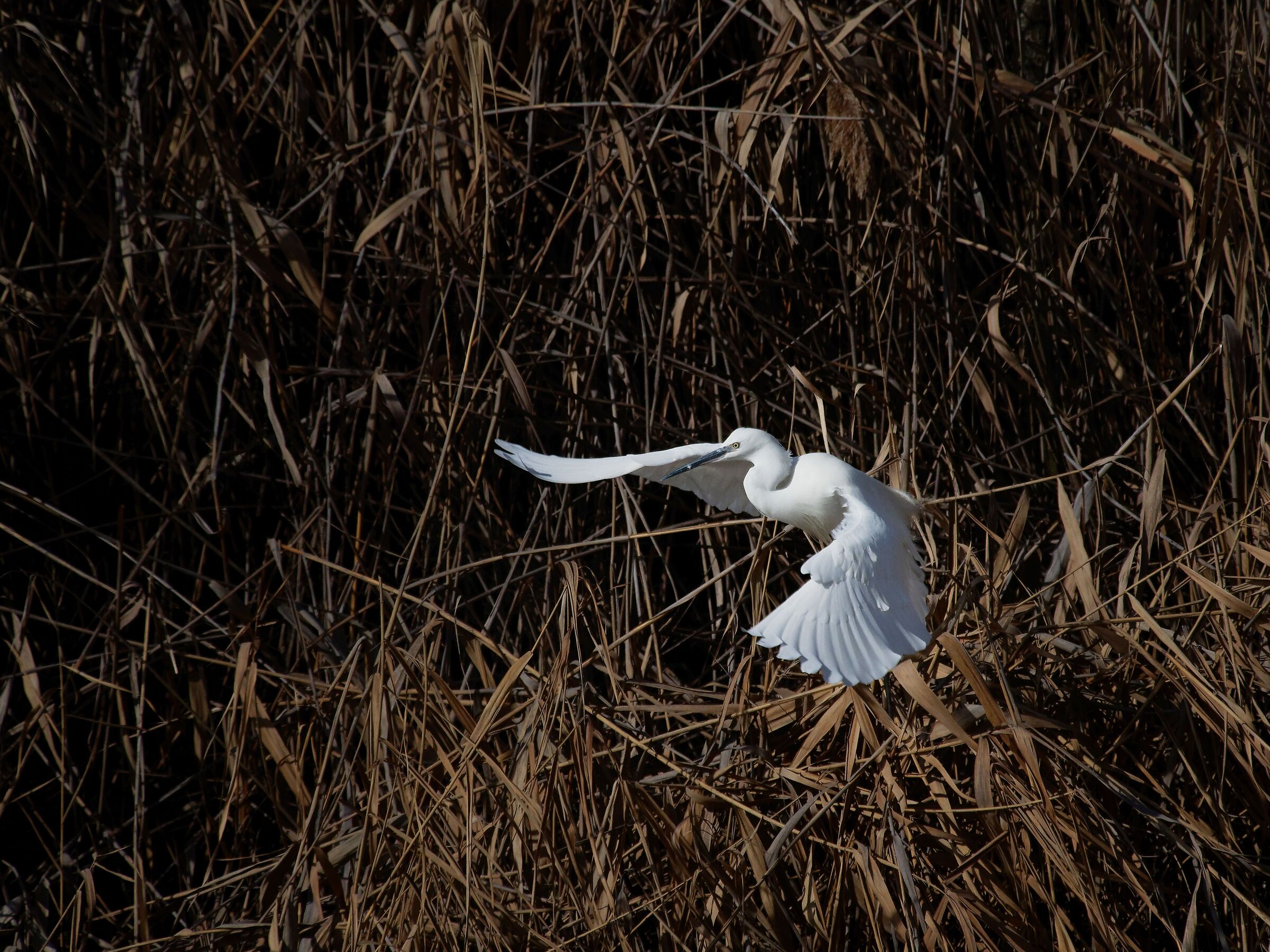 Take-off from the reeds of the egret