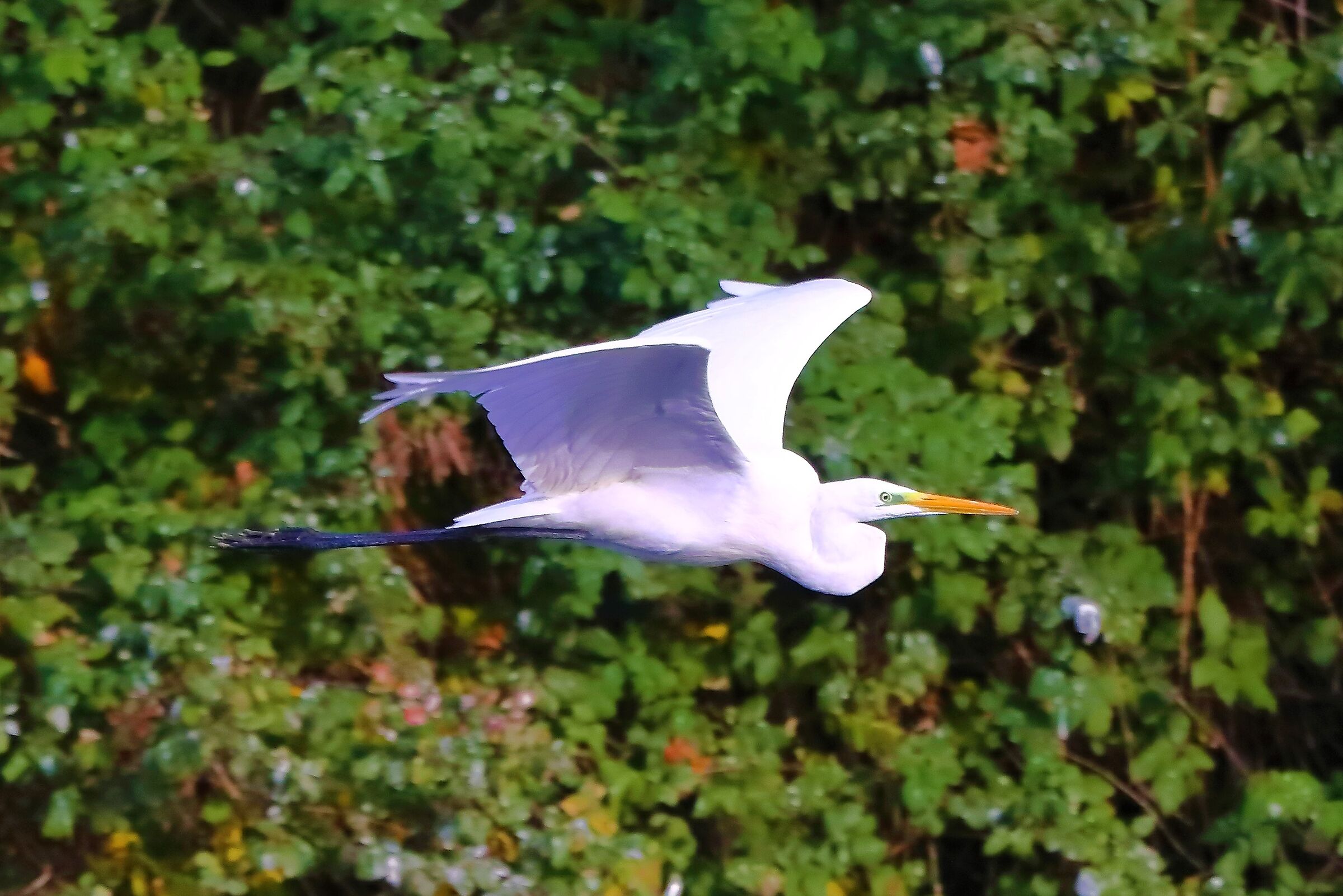 Airone BM 19-11-2022