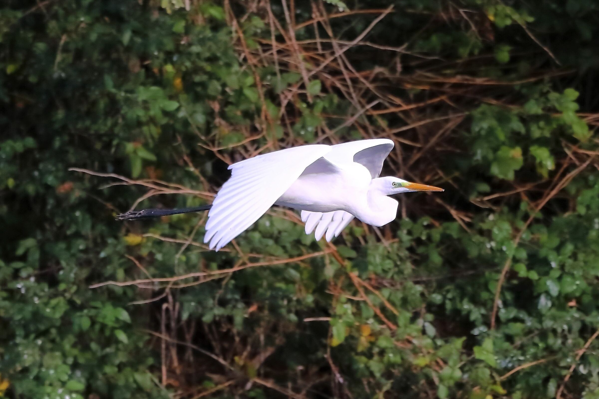 Airone BM 19-11-2022