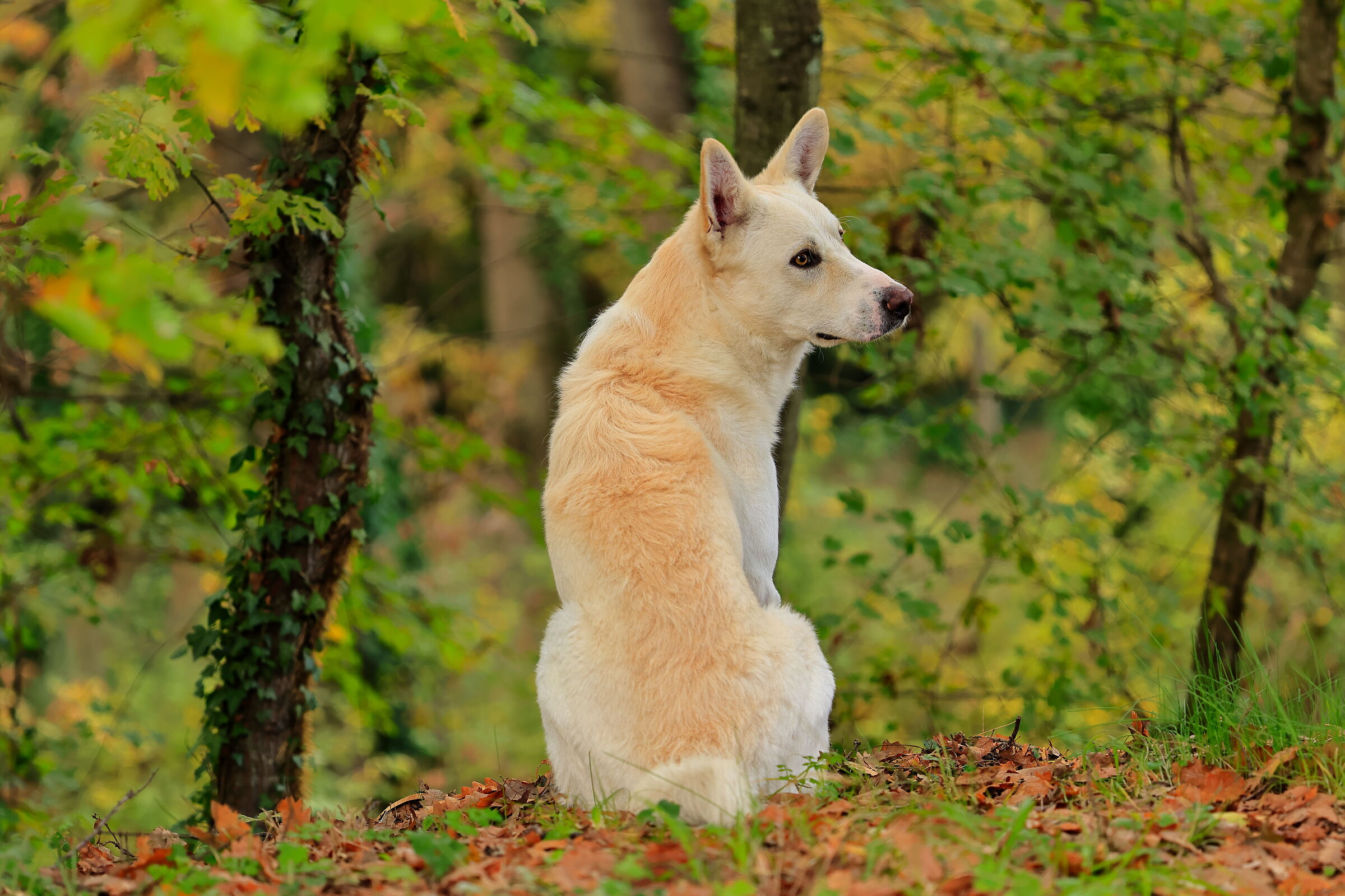 Guarding the house on the edge of the forest