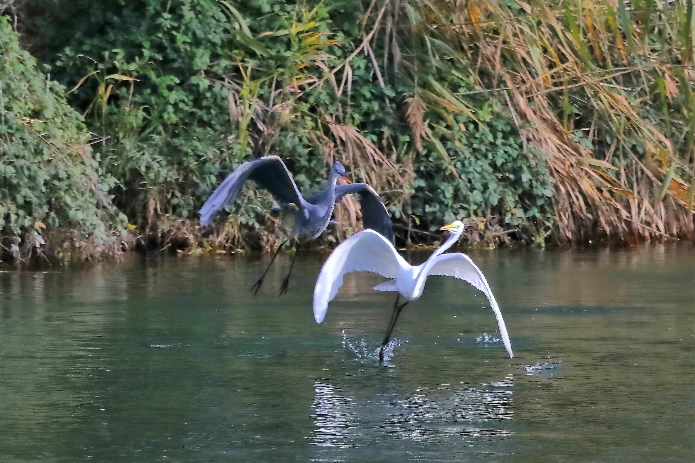 Aironi 19 novembre 2022