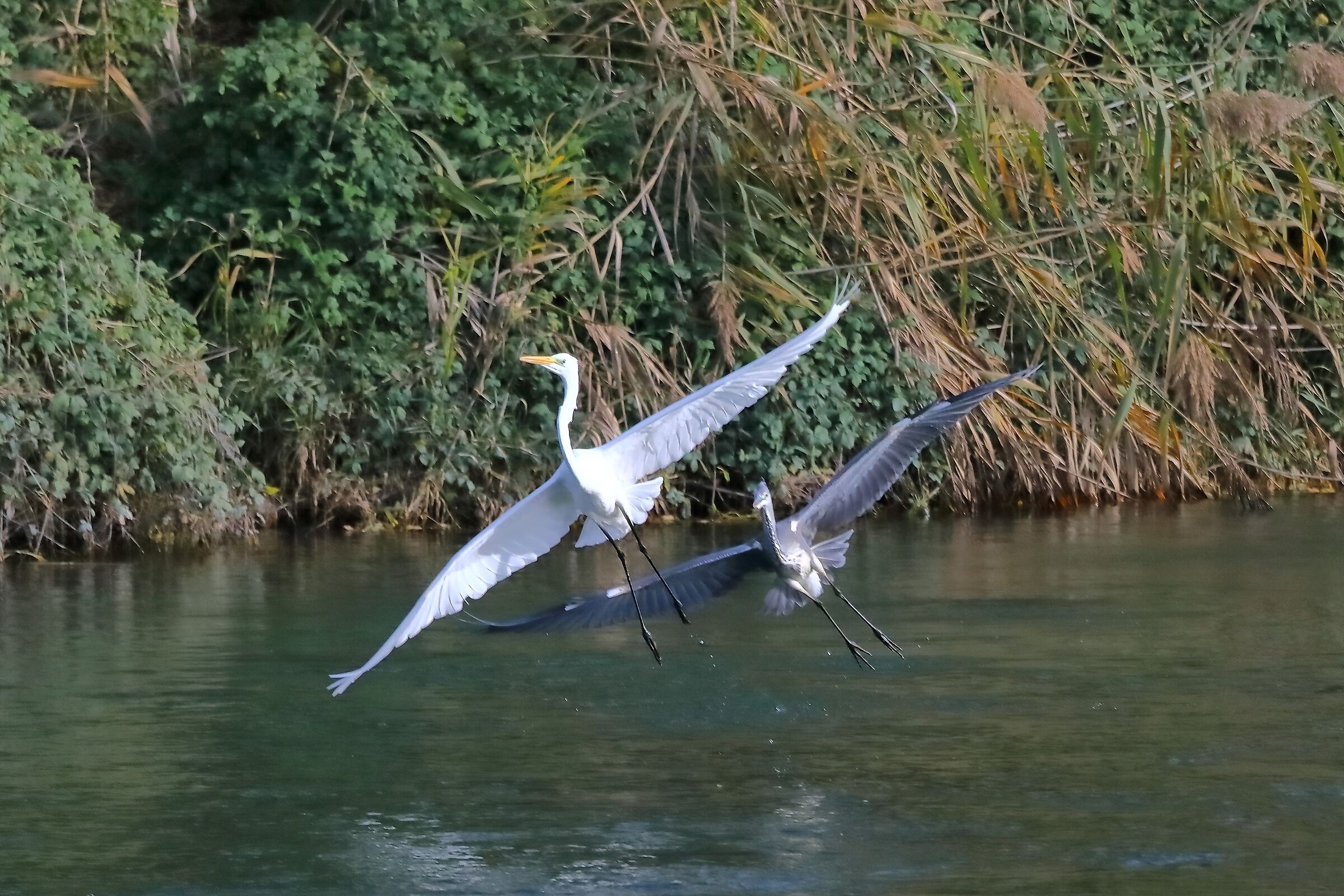 Aironi 19 novembre 2022