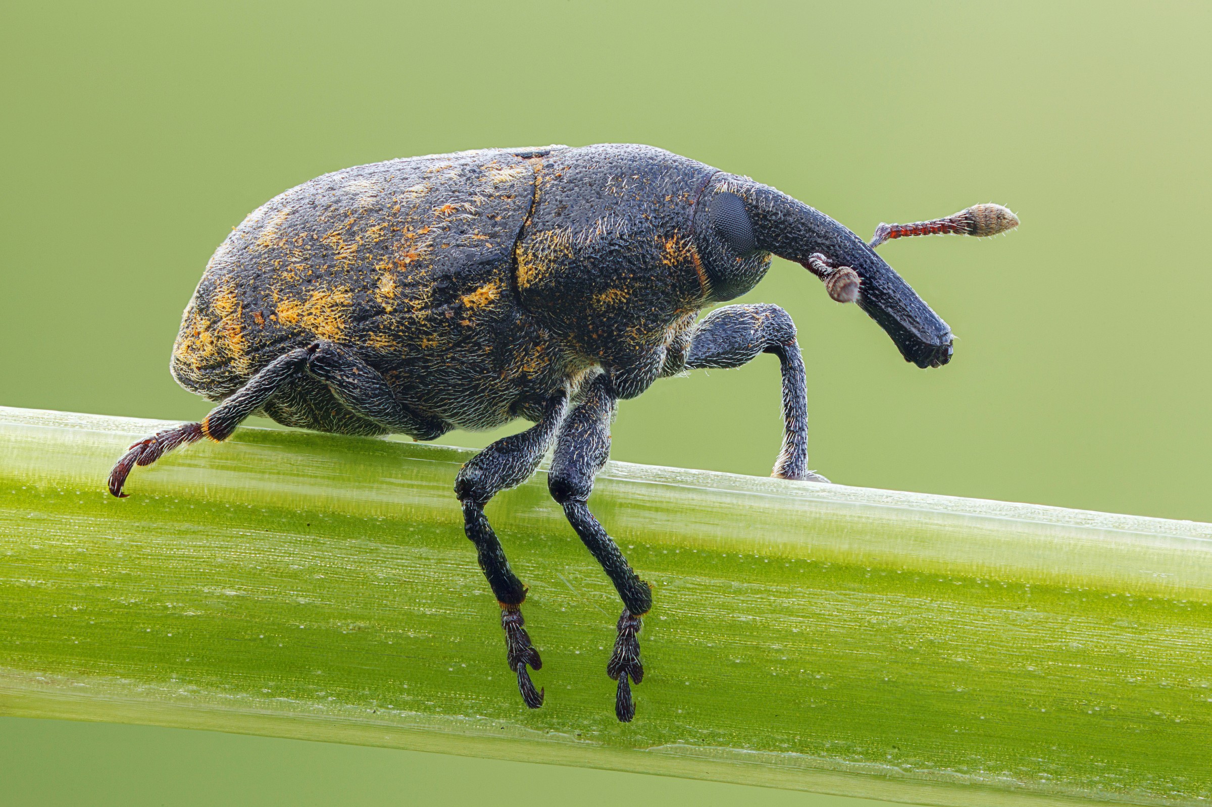 Weevil