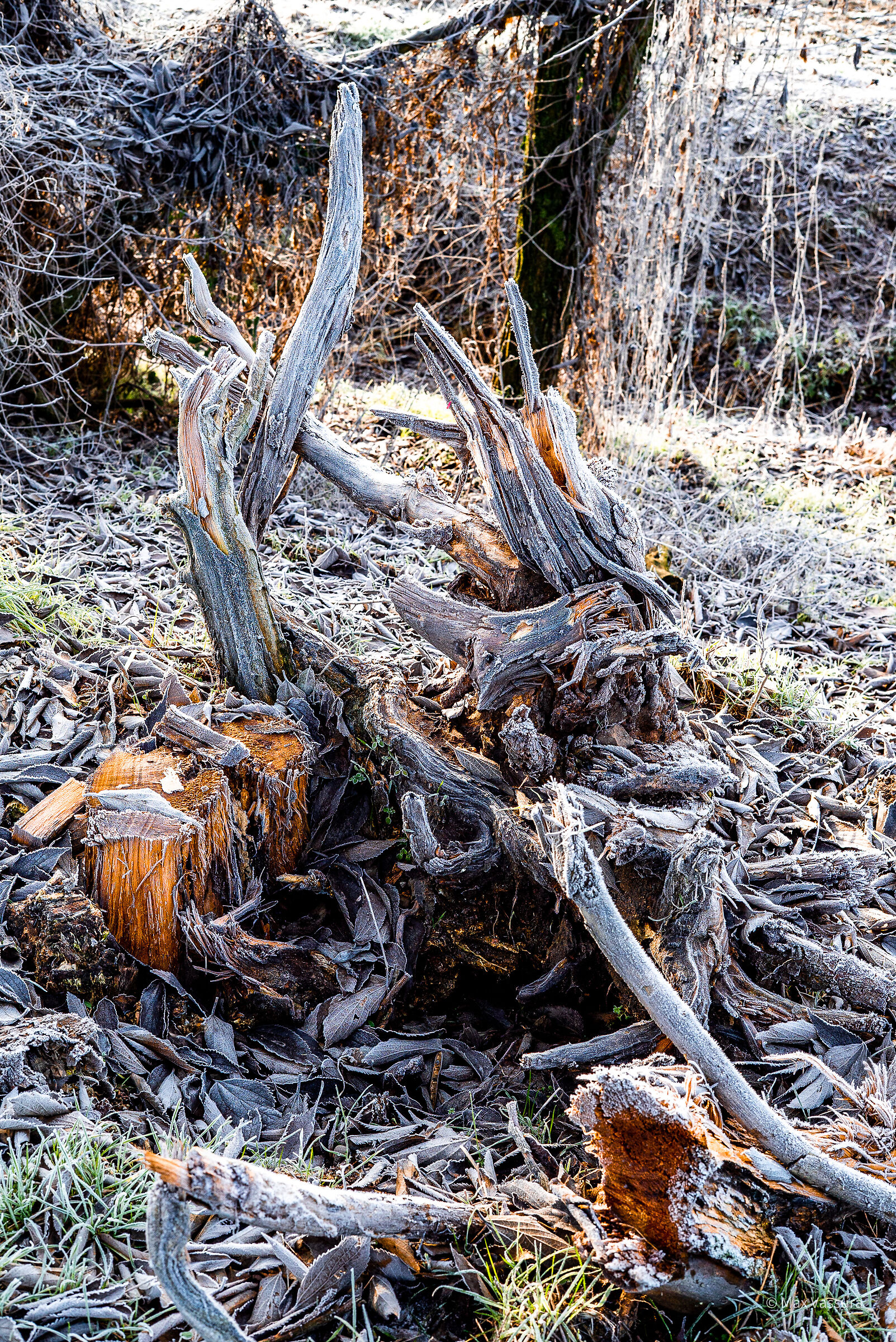 Stumps