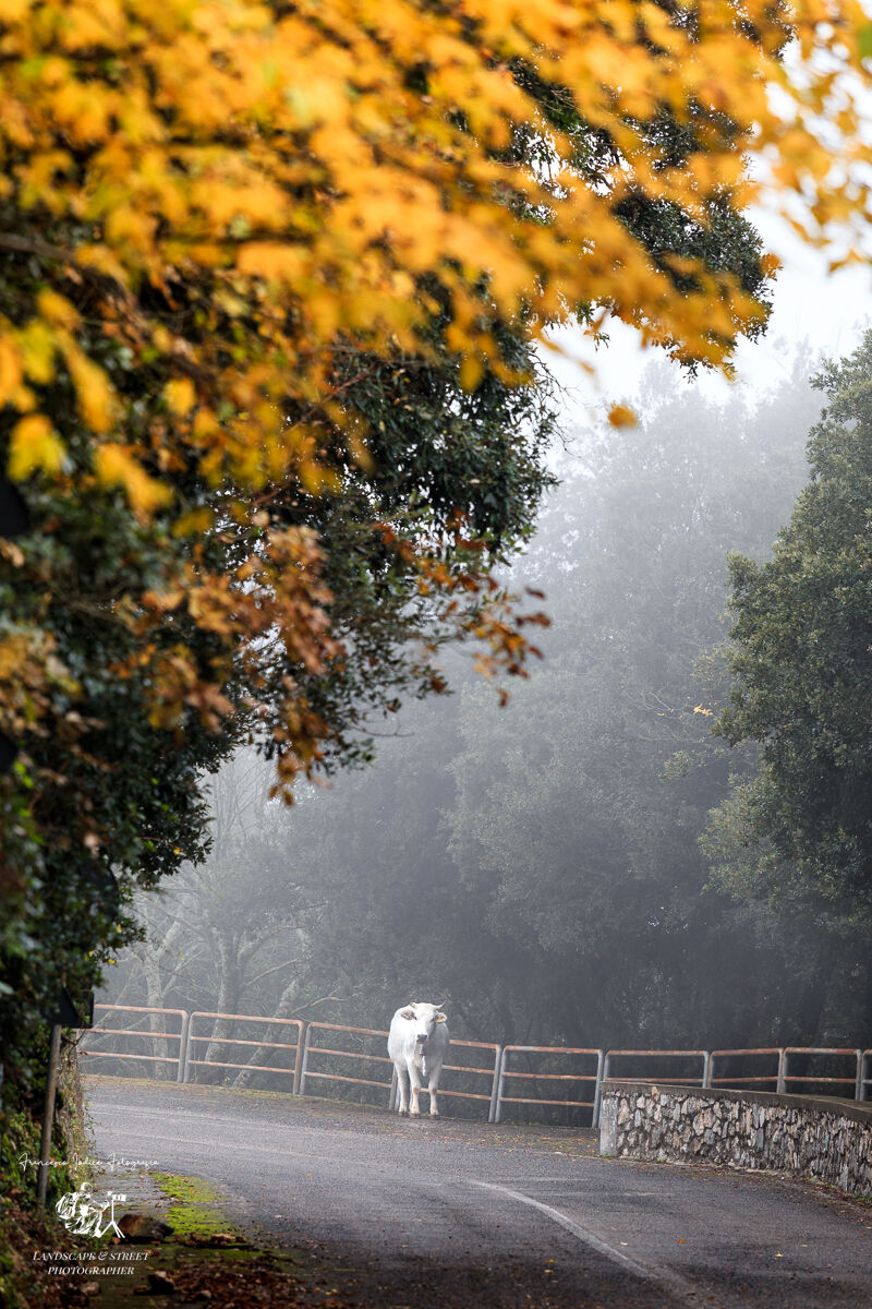 Verso il Santuario della Civita