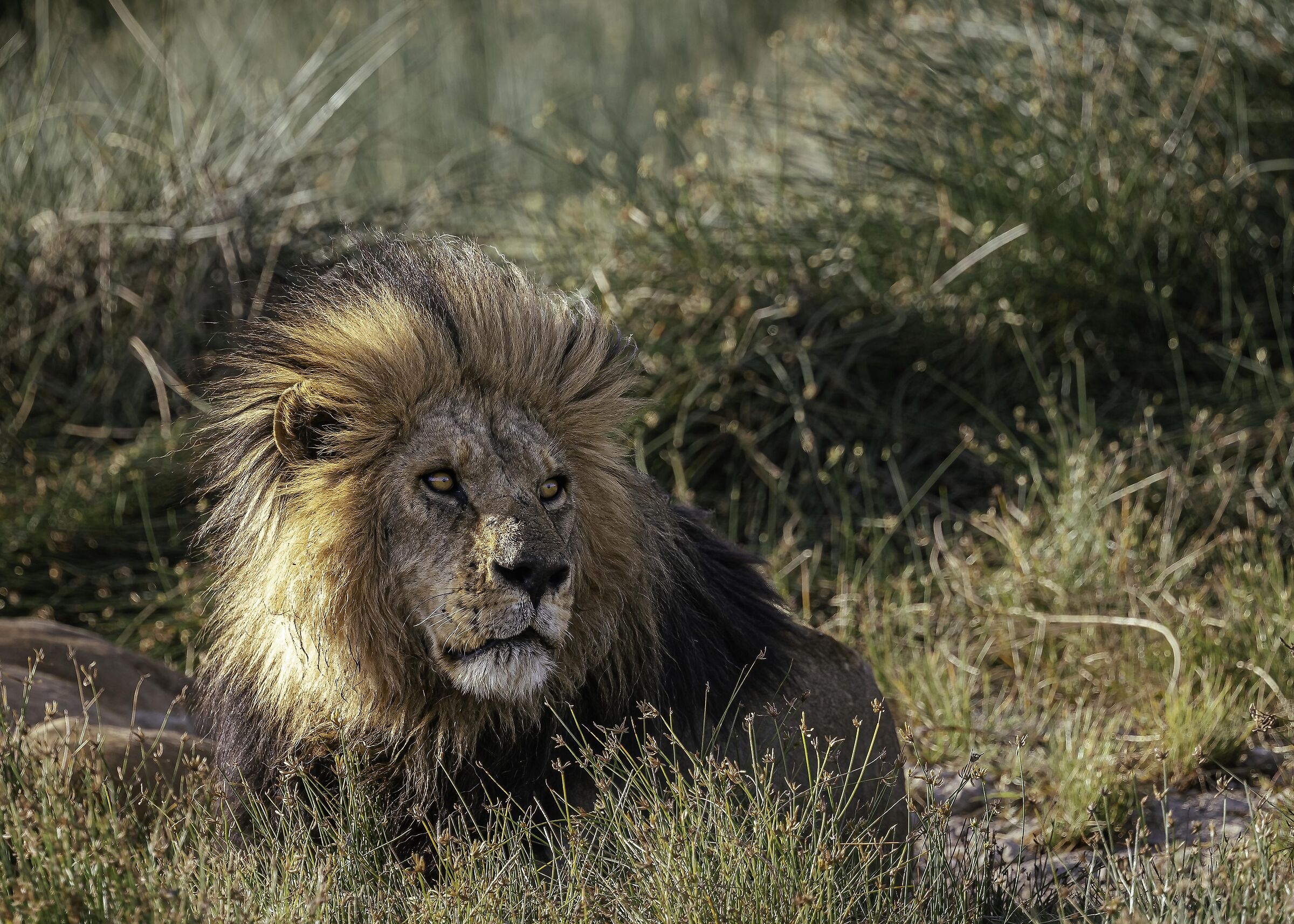 Bob jr aka Sniggve the King of Namiri Plains