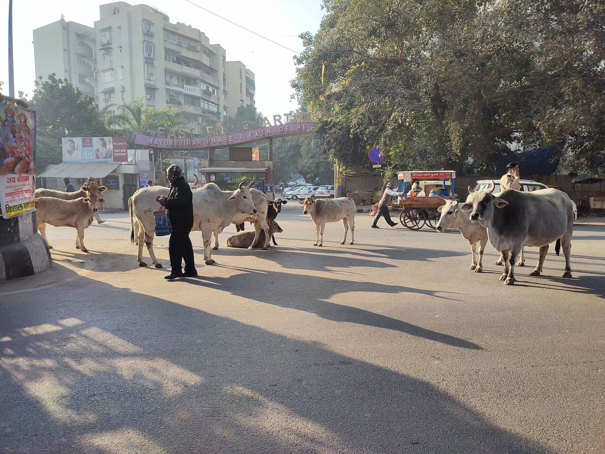 Mucche in strada 4, il banchetto