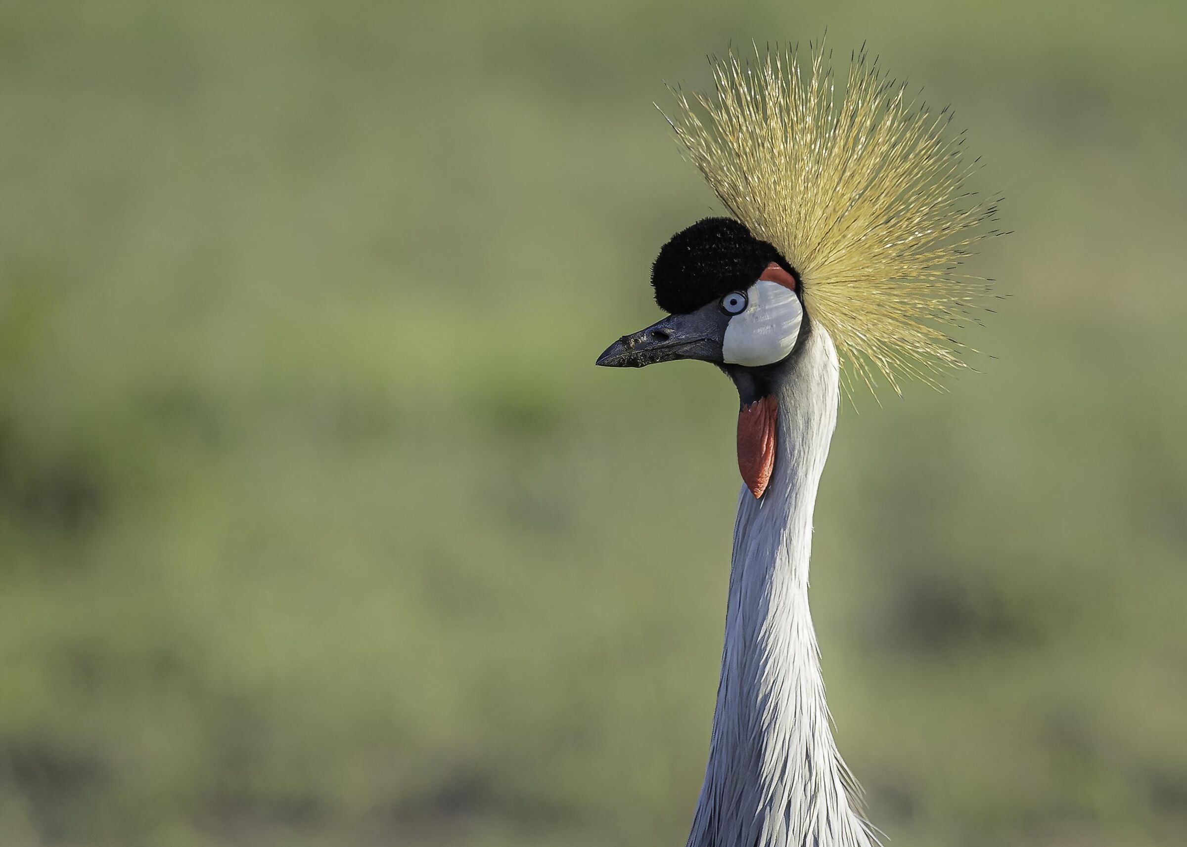 Grey crowned crane (Balearica regulorum)