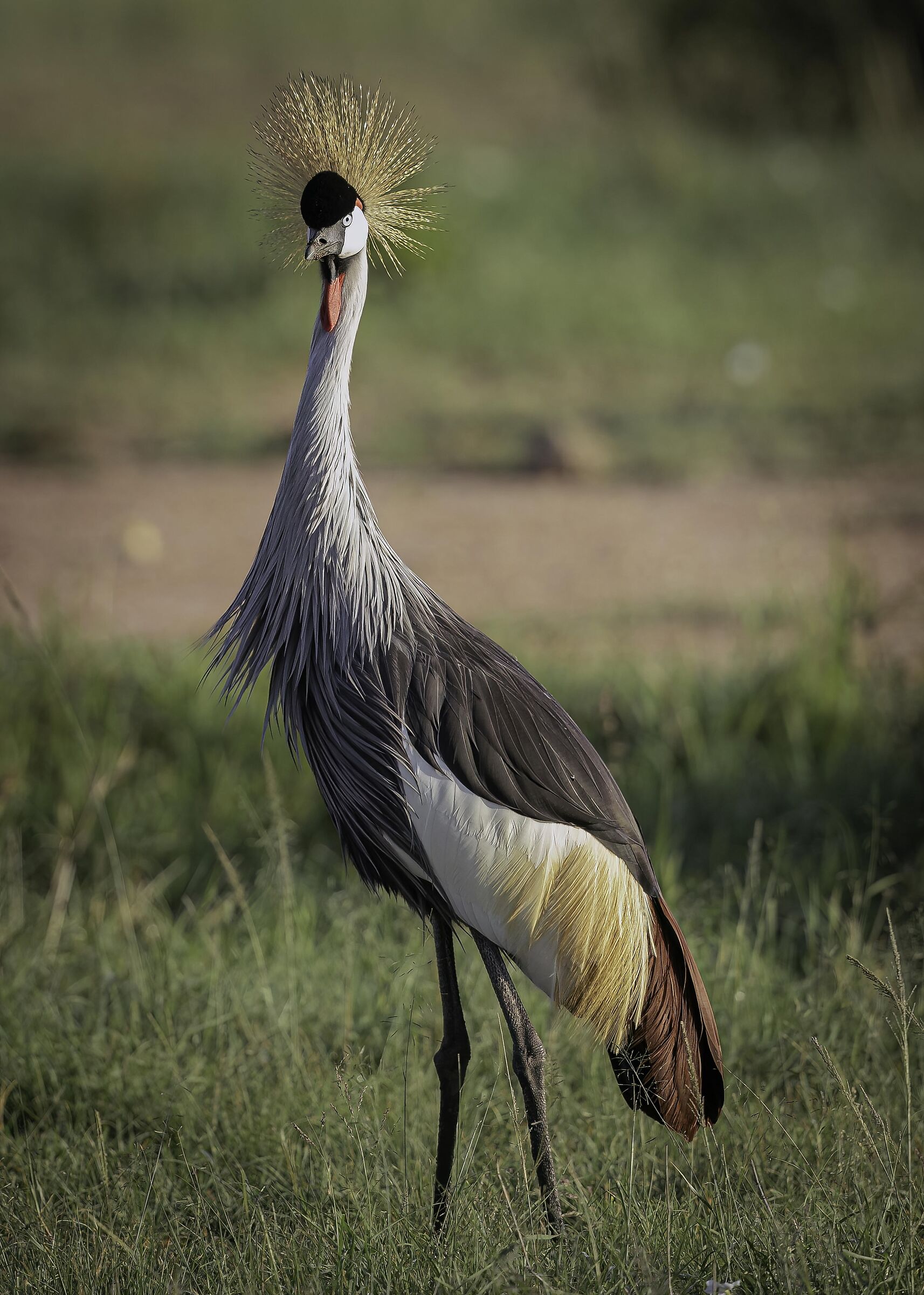 Gru coronata grigia (Balearica regulorum)