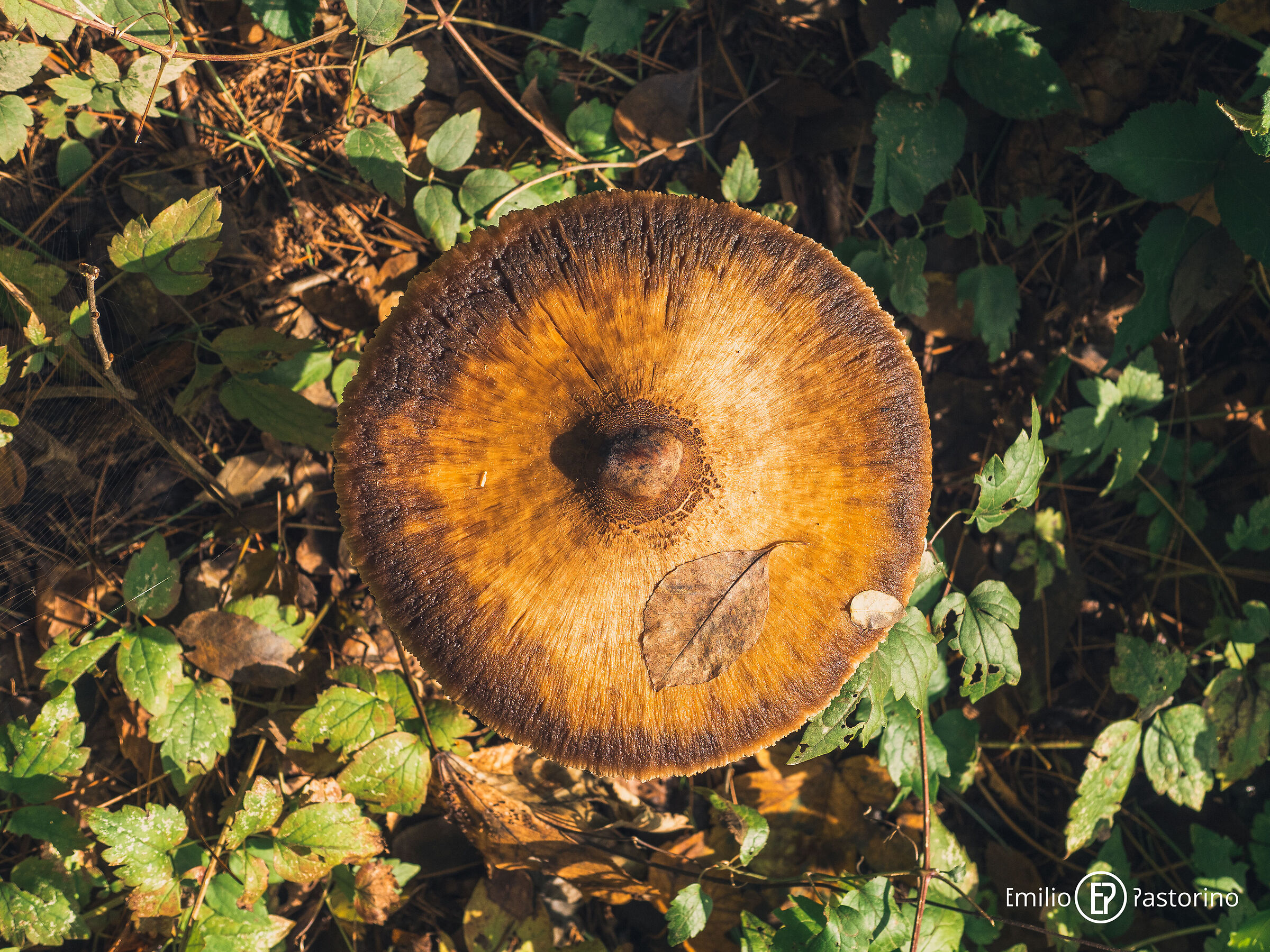 Mushroom1