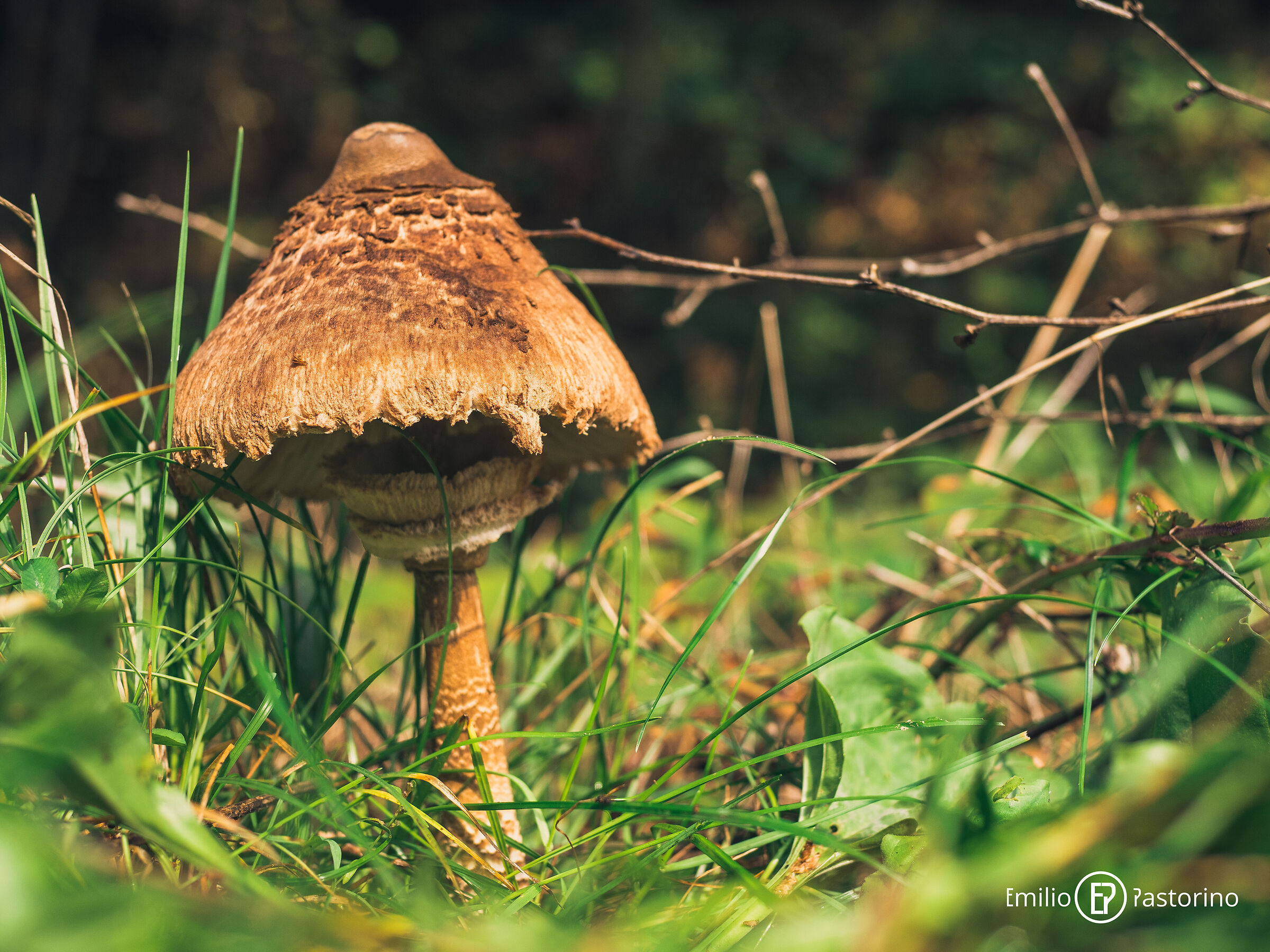 Mushroom2