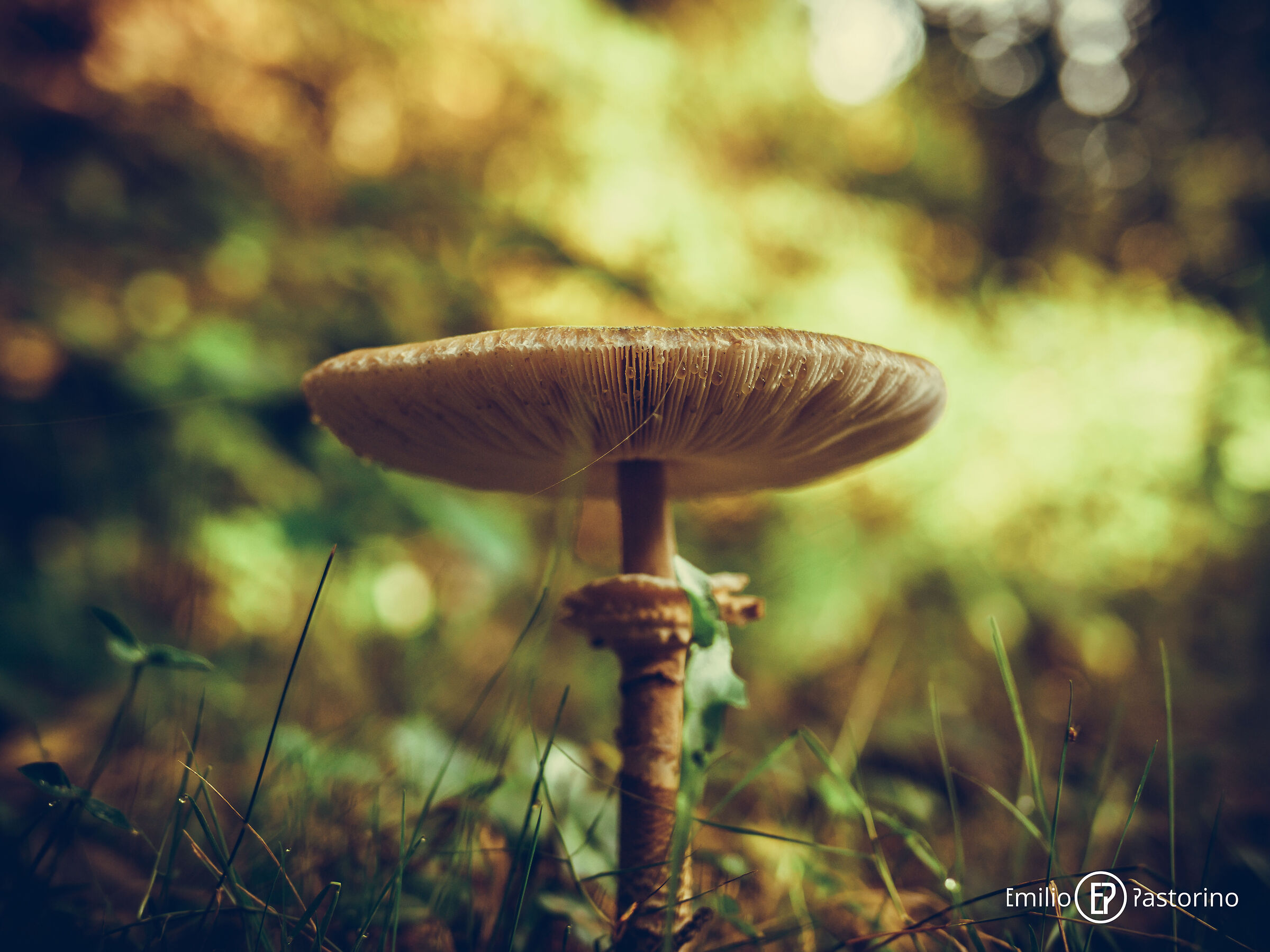 Mushroom4