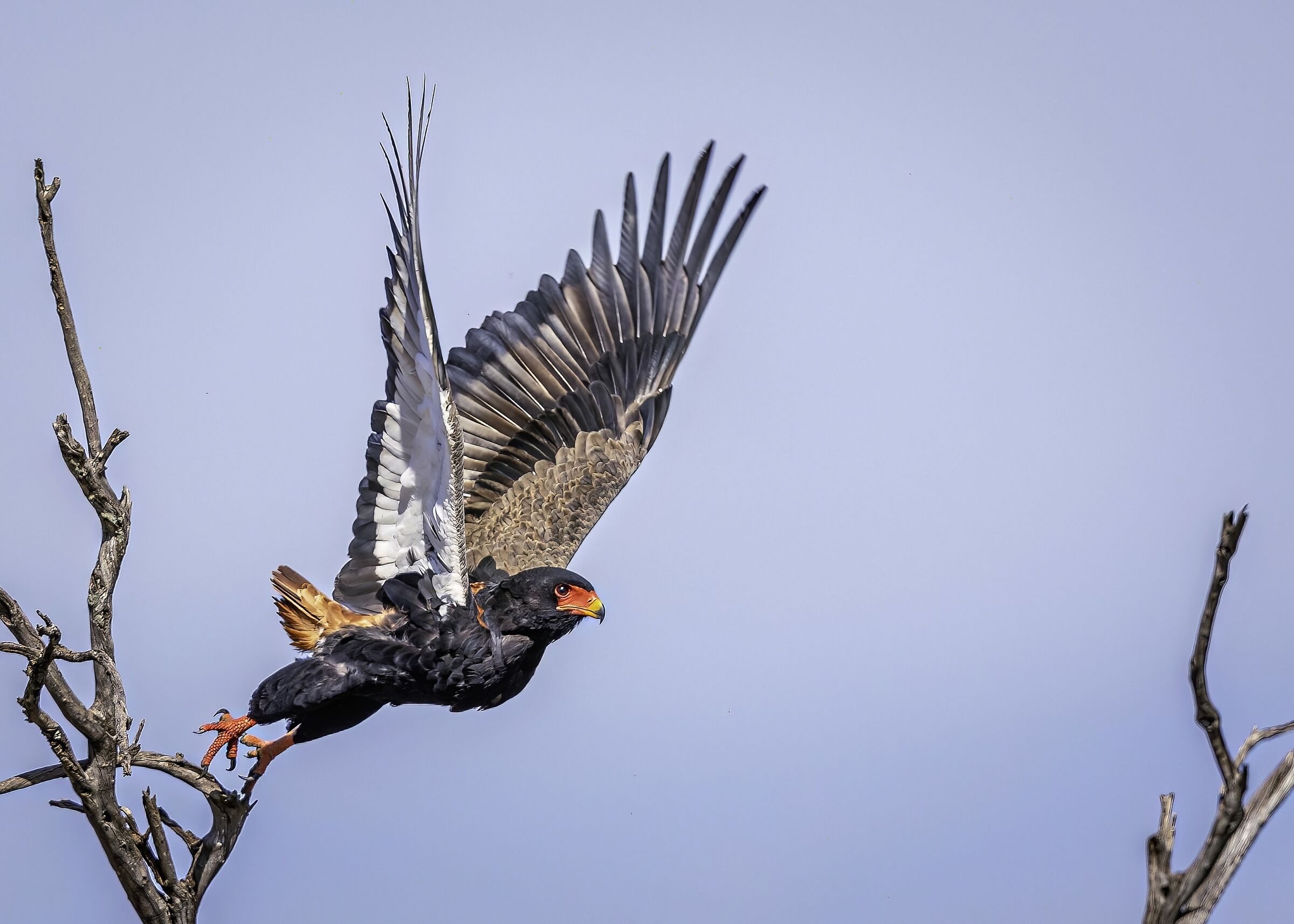 Bateleur (Terathopius Ecaudatus)
