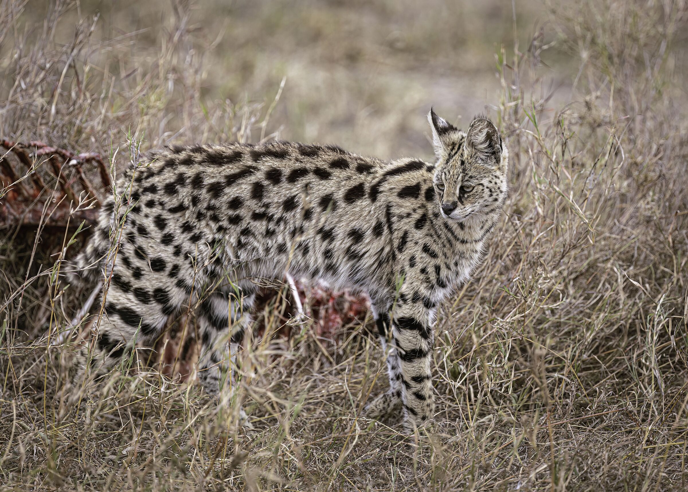 Serval (Leptailurus serval)