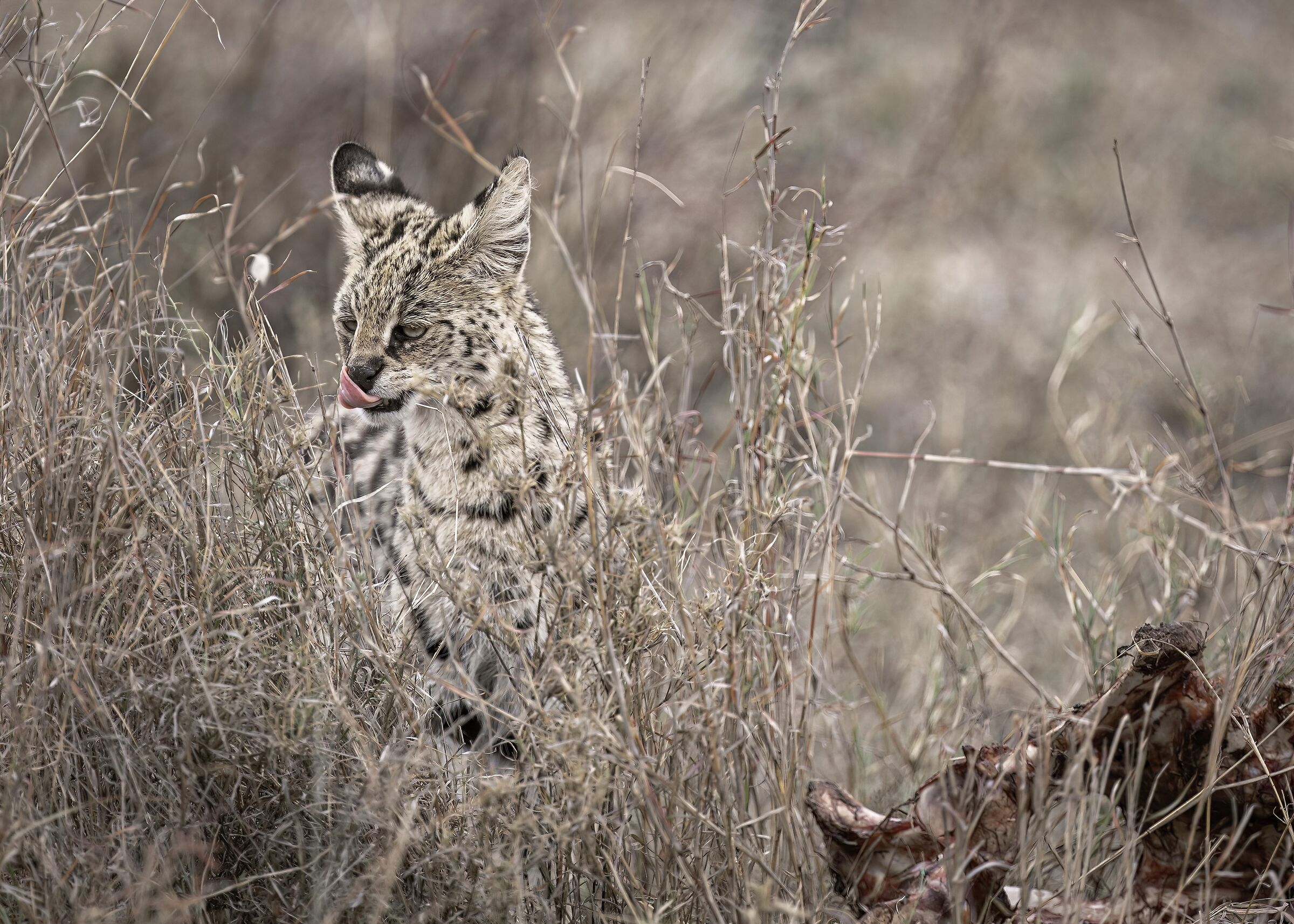 Serval (Leptailurus serval)