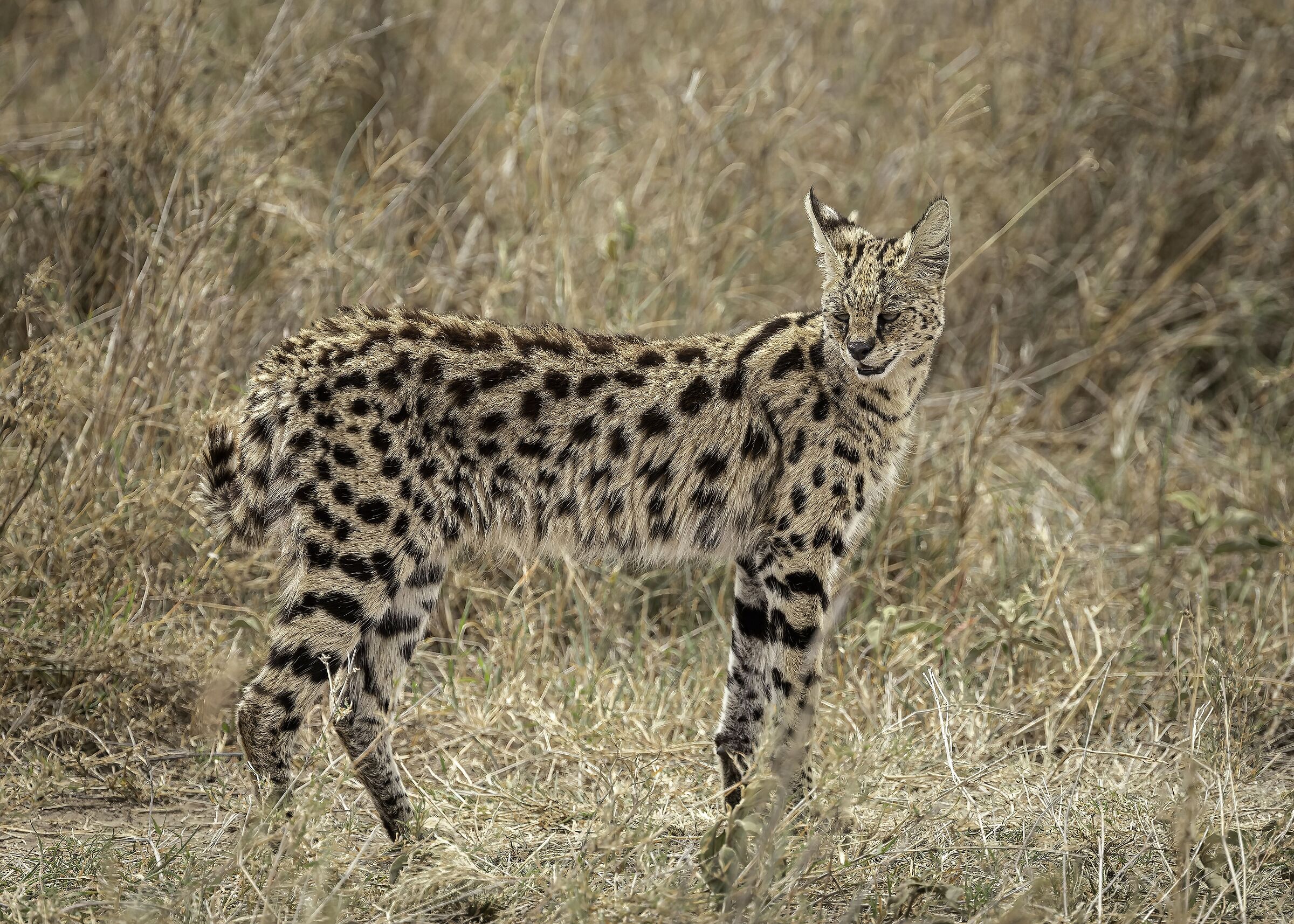 Serval (Leptailurus serval)