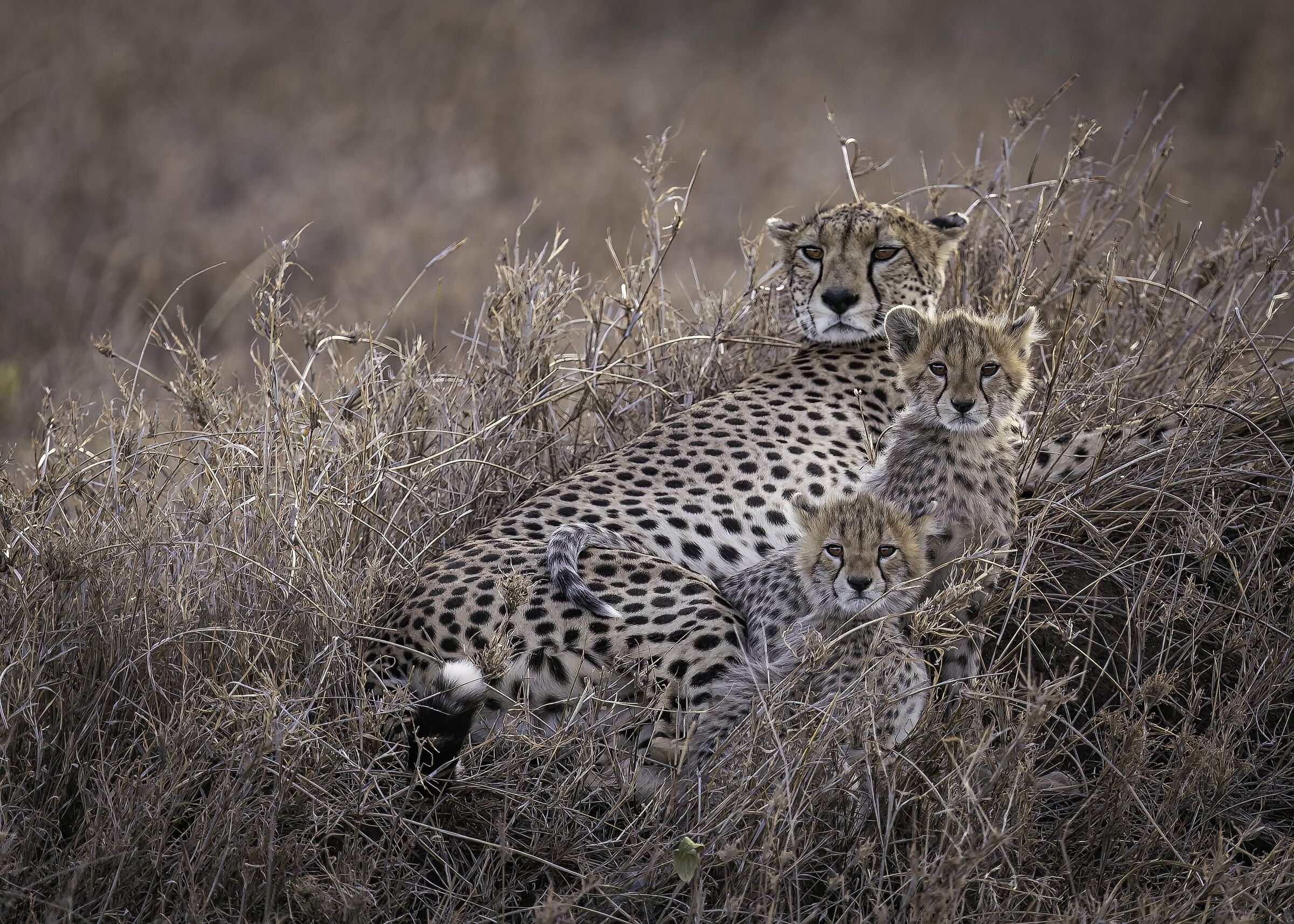 Adorable Family (Acinonyx jubatus)