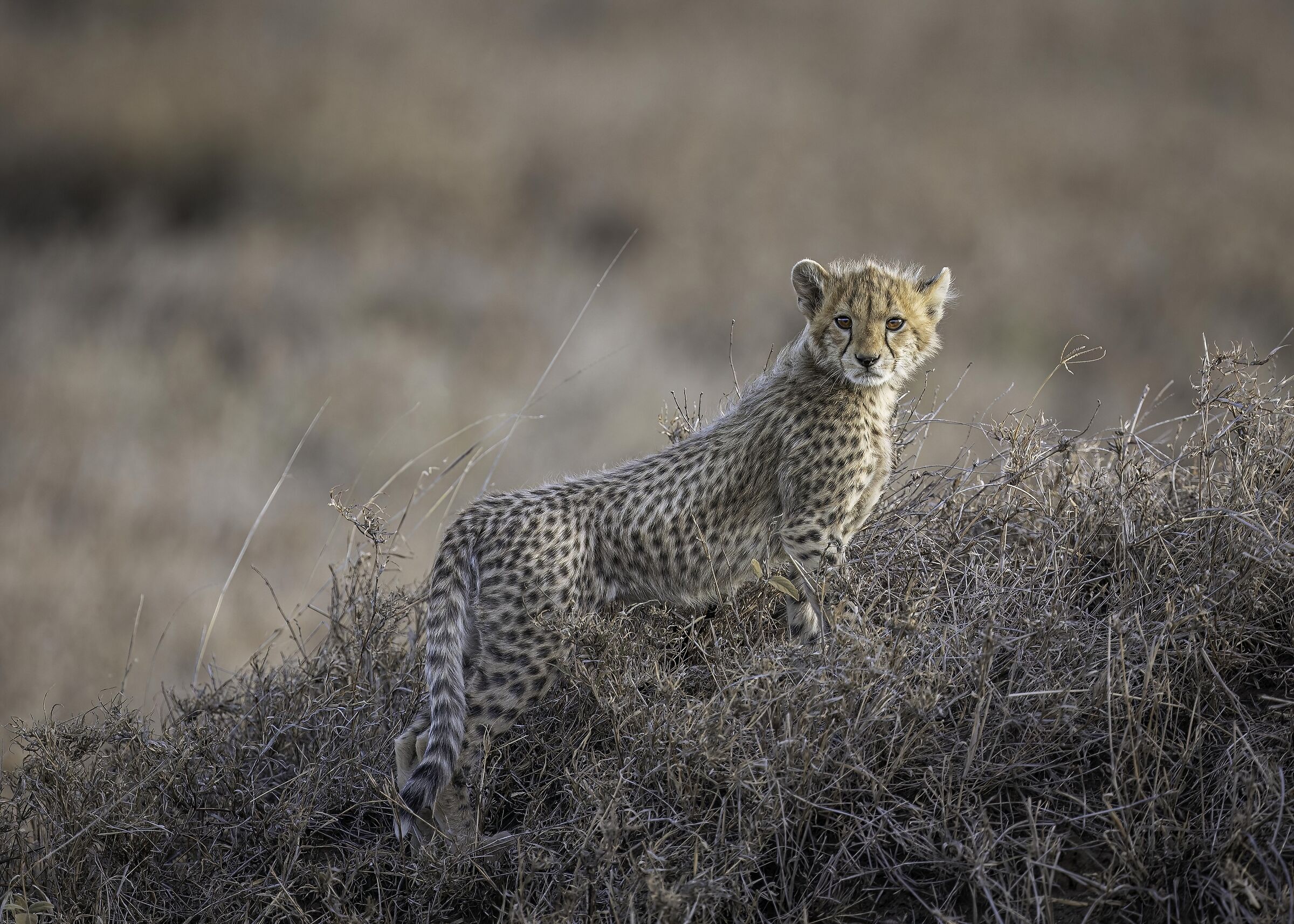 Puppy (Acinonyx jubatus)