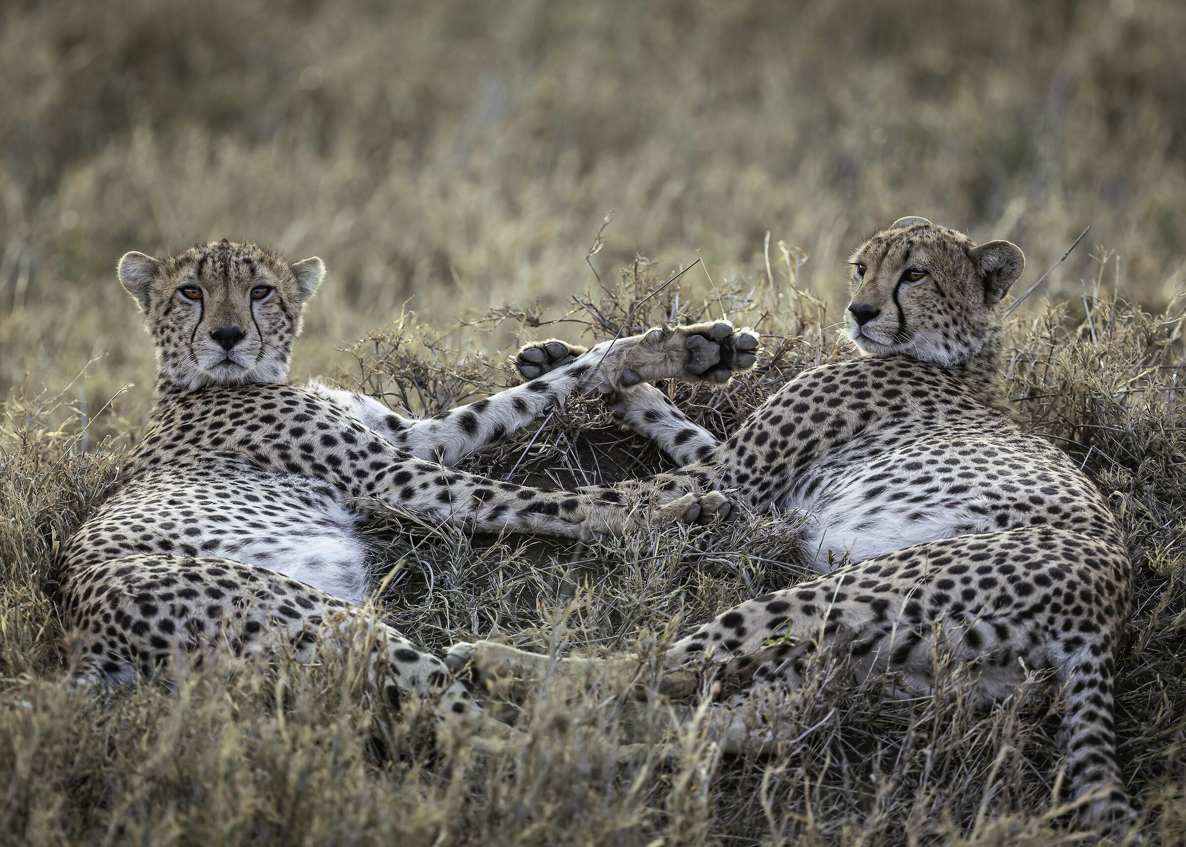 Two brothers (Acinonyx jubatus)