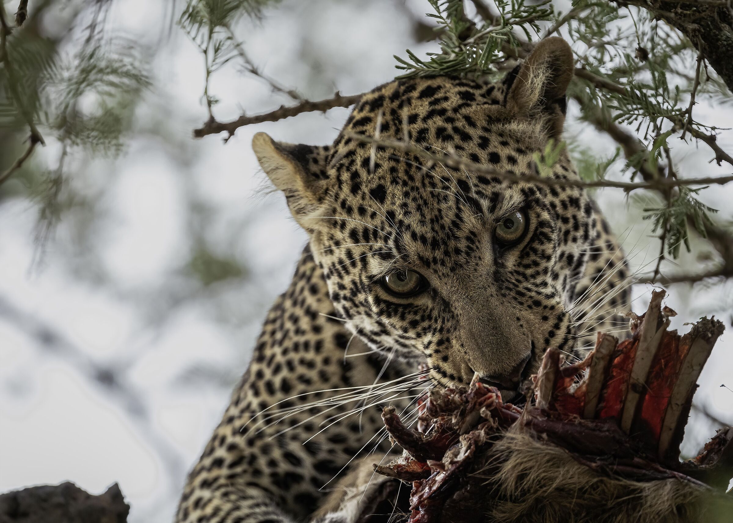 Panthera pardus