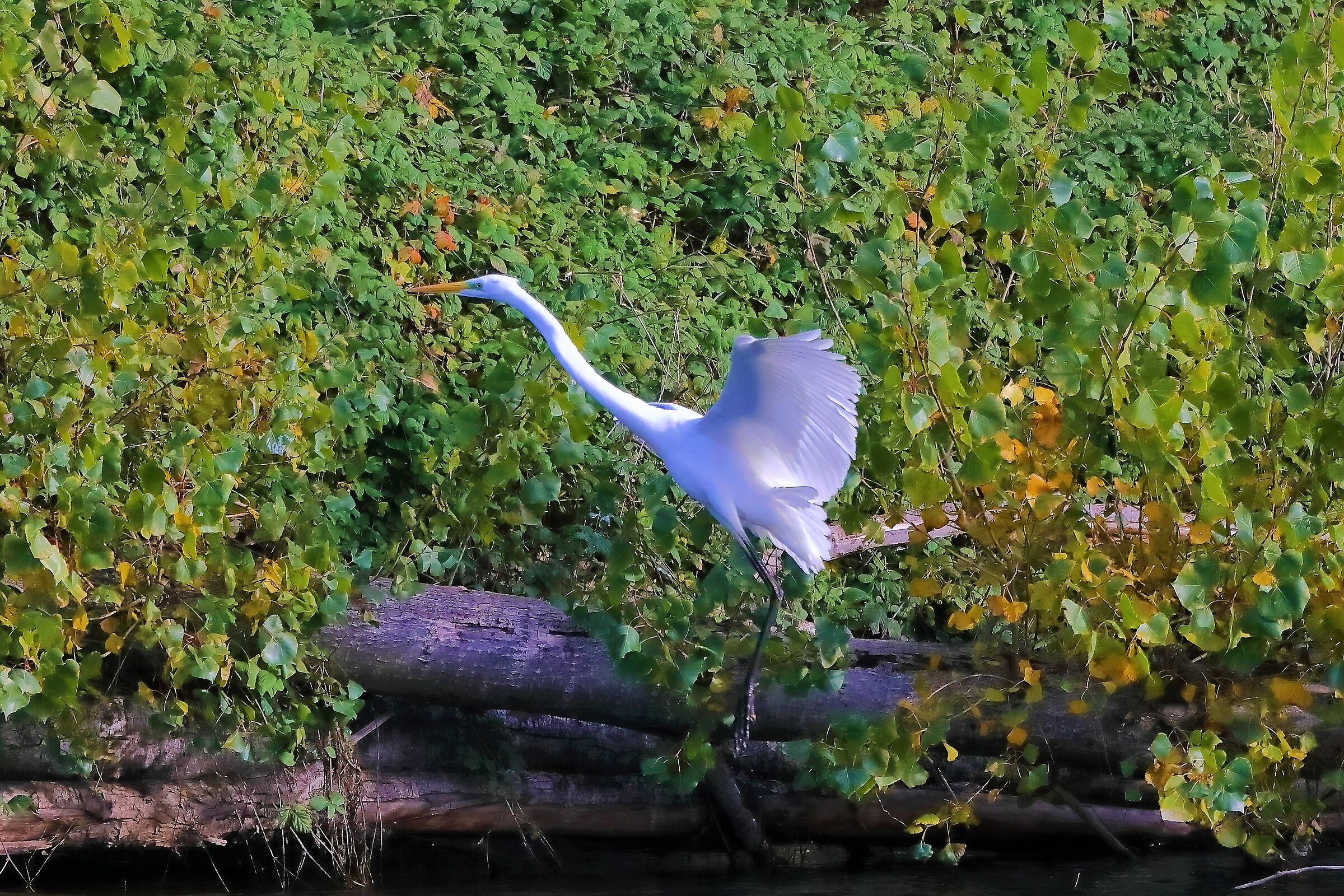 Airone BM 19-11-2022