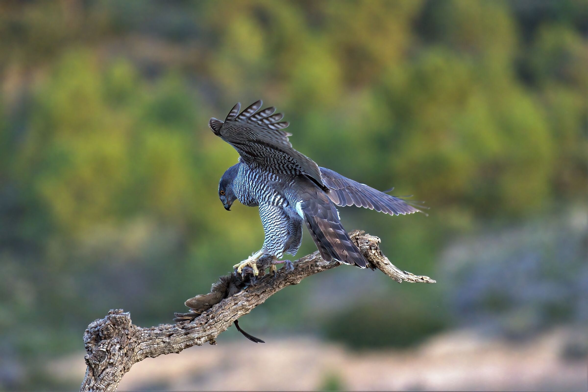 Goshawk with partridge