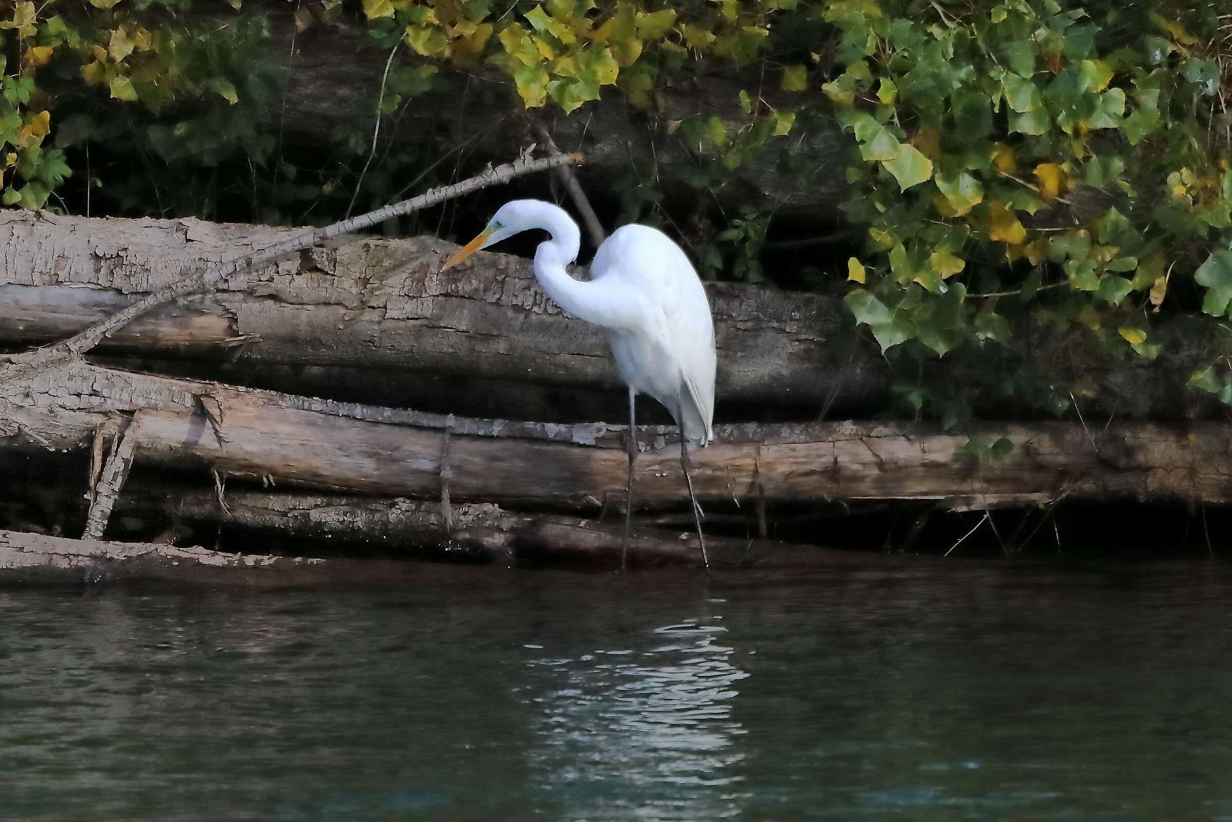 Airone BM 19-11-2022