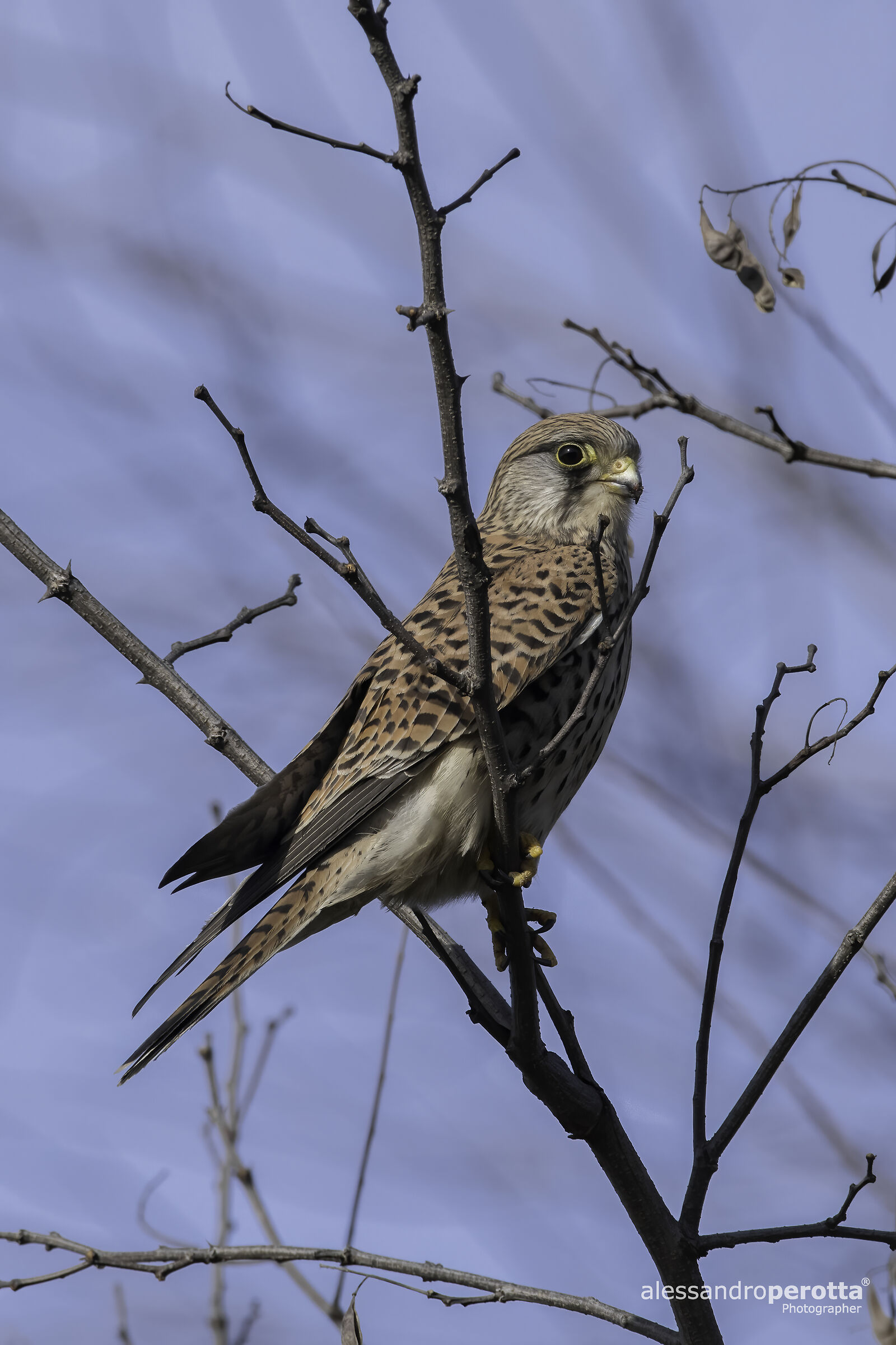 Falco tinnunculus (M)